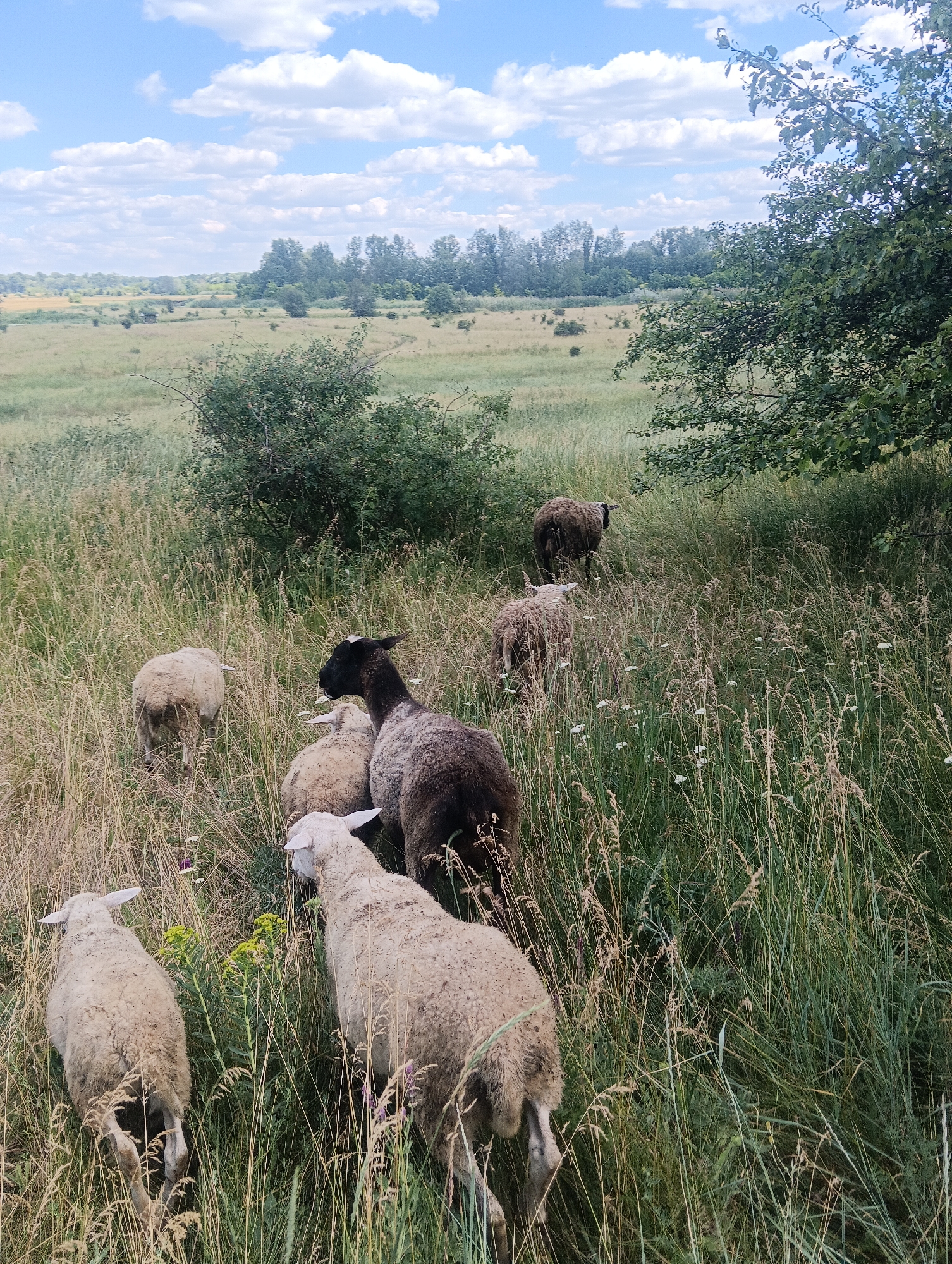 A flock of sheep is walking through tall grass in a rural landscape under a cloudy blue sky. In the foreground, four sheep are visible. Two are light-colored and facing away from the camera, while two are darker-colored. One of the darker sheep has a black head and is facing left. Further back, at least three more sheep can be seen moving away into the field. The background shows a rolling landscape with scattered trees and bushes. The overall scene depicts a pastoral setting.