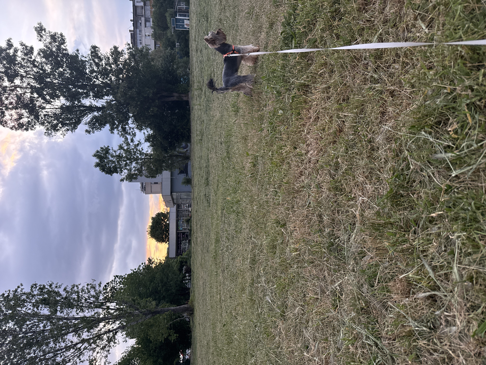 A small dog, appearing to be a Yorkshire Terrier mix, stands on a grassy field with a white leash extending out of frame. The dog is wearing an orange harness. The field consists of both green and dry patches of grass. In the background, trees are visible against a sky with sunset colors. Buildings are also visible behind the trees. The scene appears to be a public park in the city of Sofia, Bulgaria.