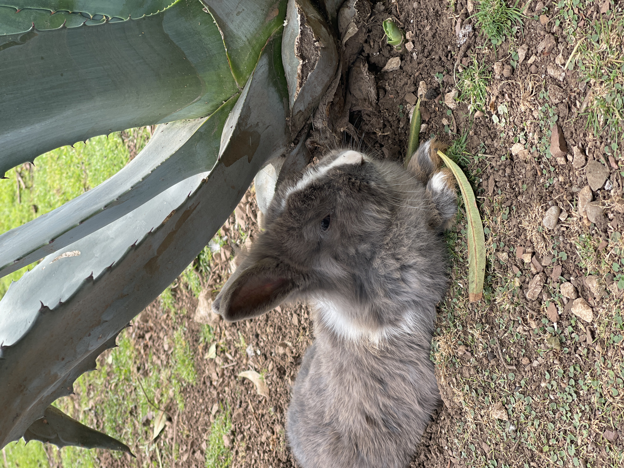 A gray rabbit is sitting on the ground near a large succulent plant. The ground is covered in dirt, rocks, and small green plants. The rabbit is facing away from the camera, and its ears are perked up. The location appears to be an outdoor garden setting in Budva, Montenegro.