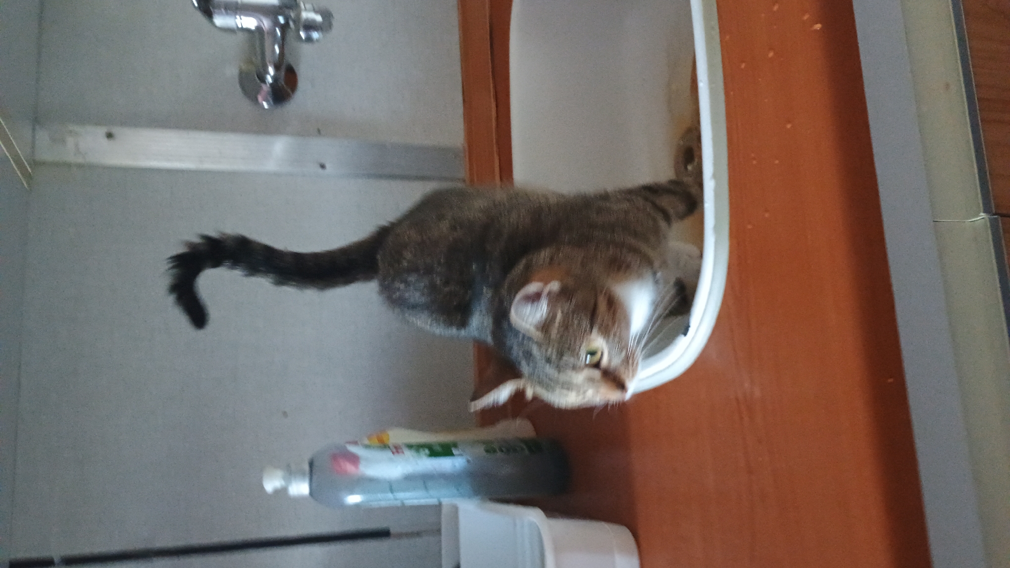A tabby cat is stretching in a sink. The cat's body is arched, with its hindquarters raised and its front paws reaching down into the sink. The cat's tail is raised and curved over its back. The sink is white and appears to be made of ceramic. It is set into an orange countertop. To the left of the sink is a white plastic container, and behind it is a bottle of gray liquid, likely dish soap. To the right of the sink is a silver faucet. The background is a light gray wall. The image appears to have been taken indoors, likely in a kitchen or bathroom. The overall lighting is moderate, with some shadows present. There are no people visible in the image. The scene does not provide enough detail to determine its location within the city of Sokolov, Czechia.