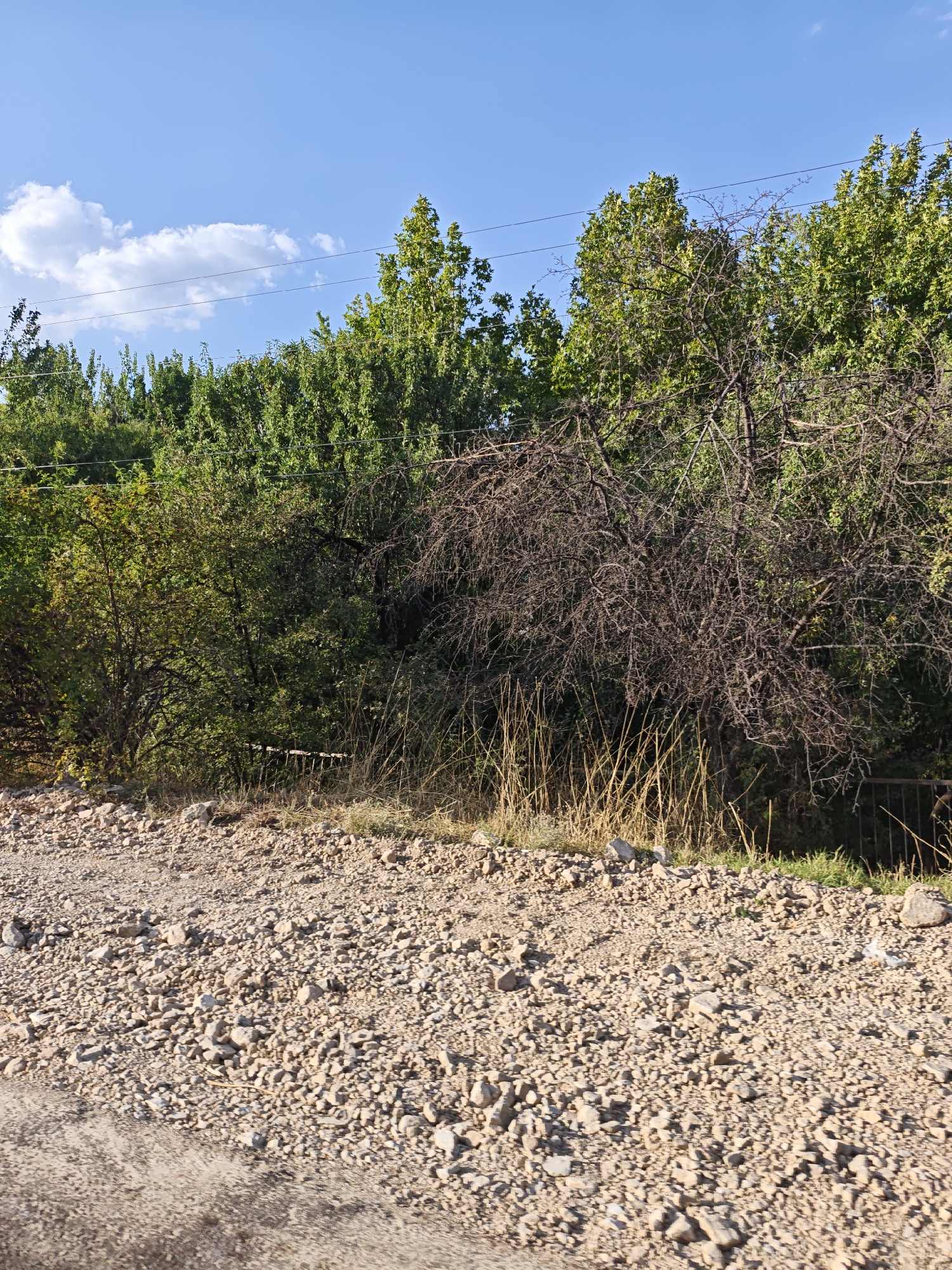 A ground-level shot captures a natural landscape under a bright blue sky with scattered white clouds. The foreground is dominated by a rough, gravelly path strewn with light-colored stones and pebbles. Beyond this path, a dense wall of green foliage forms the middle ground, comprised of various trees and shrubs. Among the greenery, a bare, thorny tree stands out with its intricate, dark branches. Thin, dry grass and reeds grow at the base of the trees. A dark metal fence is partially visible behind the vegetation. Power lines stretch horizontally across the upper portion of the image, against the backdrop of the sky. The scene appears to be a rural or semi-rural setting, possibly on the outskirts of Yusuphana, Uzbekistan, given the context. No people or animals are present in the image.