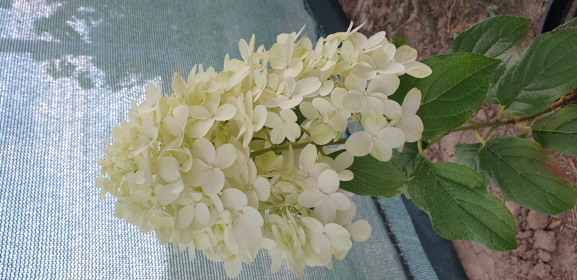 A close-up, eye-level, vertical shot shows a white hydrangea flower with large, cone-shaped blooms. The petals are delicate and slightly translucent, with a creamy white hue. The flower is in full bloom, with many individual florets clustered together to form a voluminous inflorescence. Below the flower, several large, dark green leaves are visible. These leaves are ovate with serrated edges and prominent veins. The plant is set against a muted background of a light blue, woven mesh screen, which is taut and appears to be a shade cloth or privacy screen. The ground below the plant is a mix of dry soil and small rocks. The scene is outdoors, likely in a garden or nursery setting. There are no people or animals in the image.