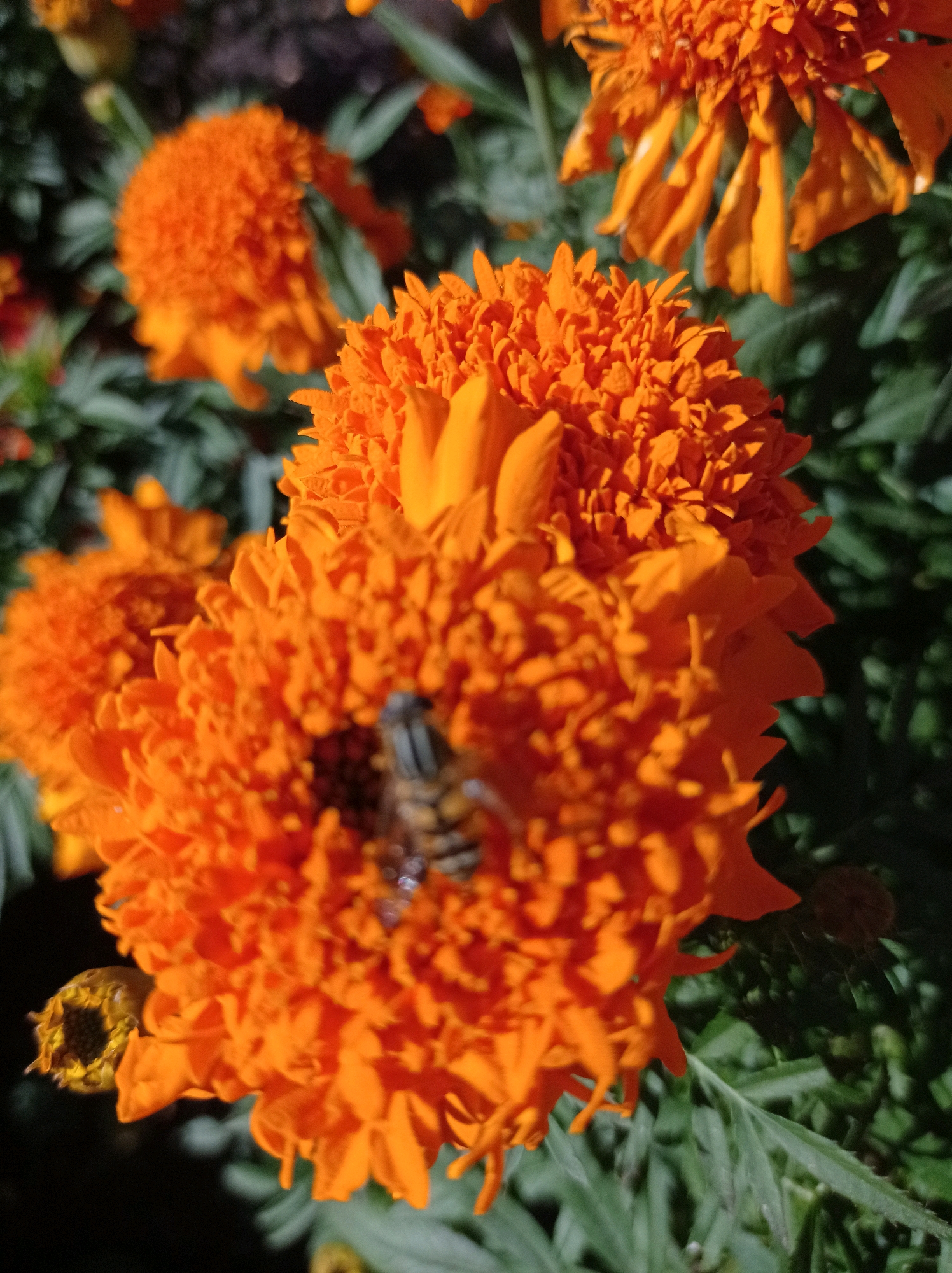 The image shows a close-up of several bright orange marigold flowers. In the foreground, a bee is visible on one of the flowers, its body detailed with black and yellow stripes. The background is a blur of green foliage and other out-of-focus orange marigolds, indicating a garden setting. The lighting suggests it is daytime, with sunlight highlighting the petals and casting some shadows. The scene appears to be an outdoor environment, likely a garden in Degtyarsk, Russia, given the prompt. There are no people or man-made structures clearly depicted in the image.
