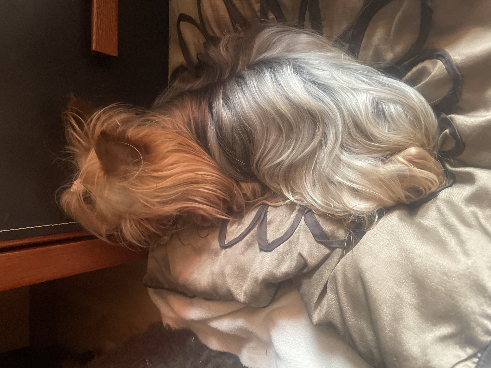A Yorkshire Terrier is sleeping on a bed. The dog is lying on its side with its head tucked in. The dog has long, sandy-colored fur with some darker graying at the back of its head. The bed is covered with a light beige blanket that has a floral pattern. The dog appears to be in a bedroom. The location is unknown.