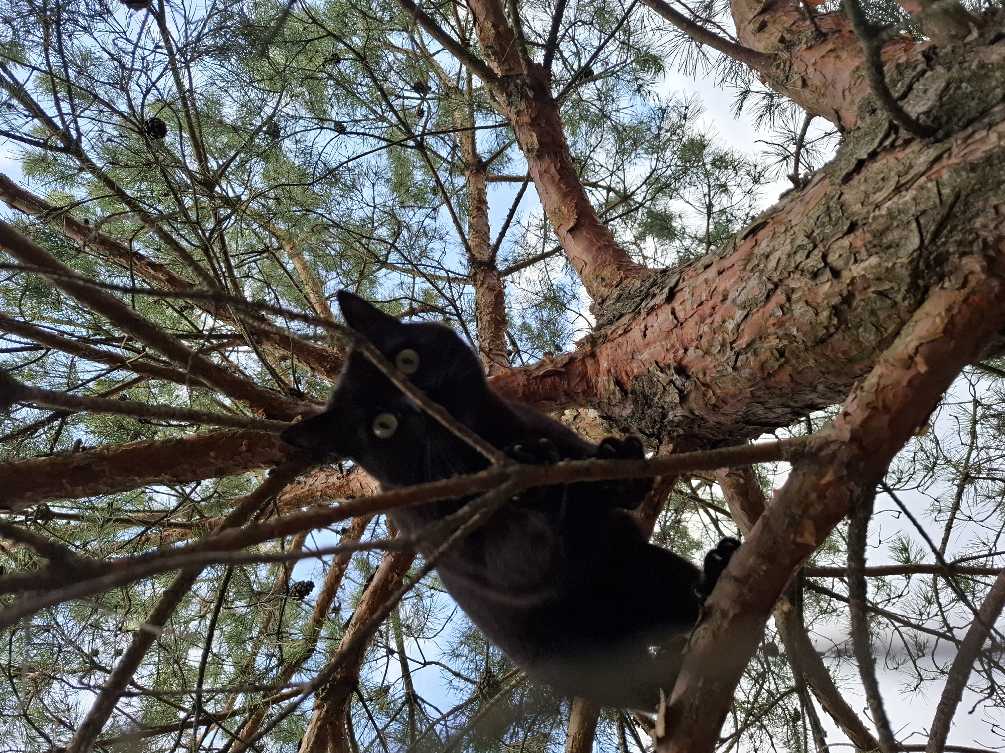A low-angle shot shows a black cat perched in a pine tree in an unknown location. The tree's thick, reddish-brown branches fill much of the frame, with the cat positioned towards the center. Some branches have pine needles attached. The sky is visible through the branches, appearing light blue with some clouds. The cat is gripping the branches with its paws, its dark fur contrasting with the lighter colors of the tree and sky. The cat’s bright green eyes are visible.
