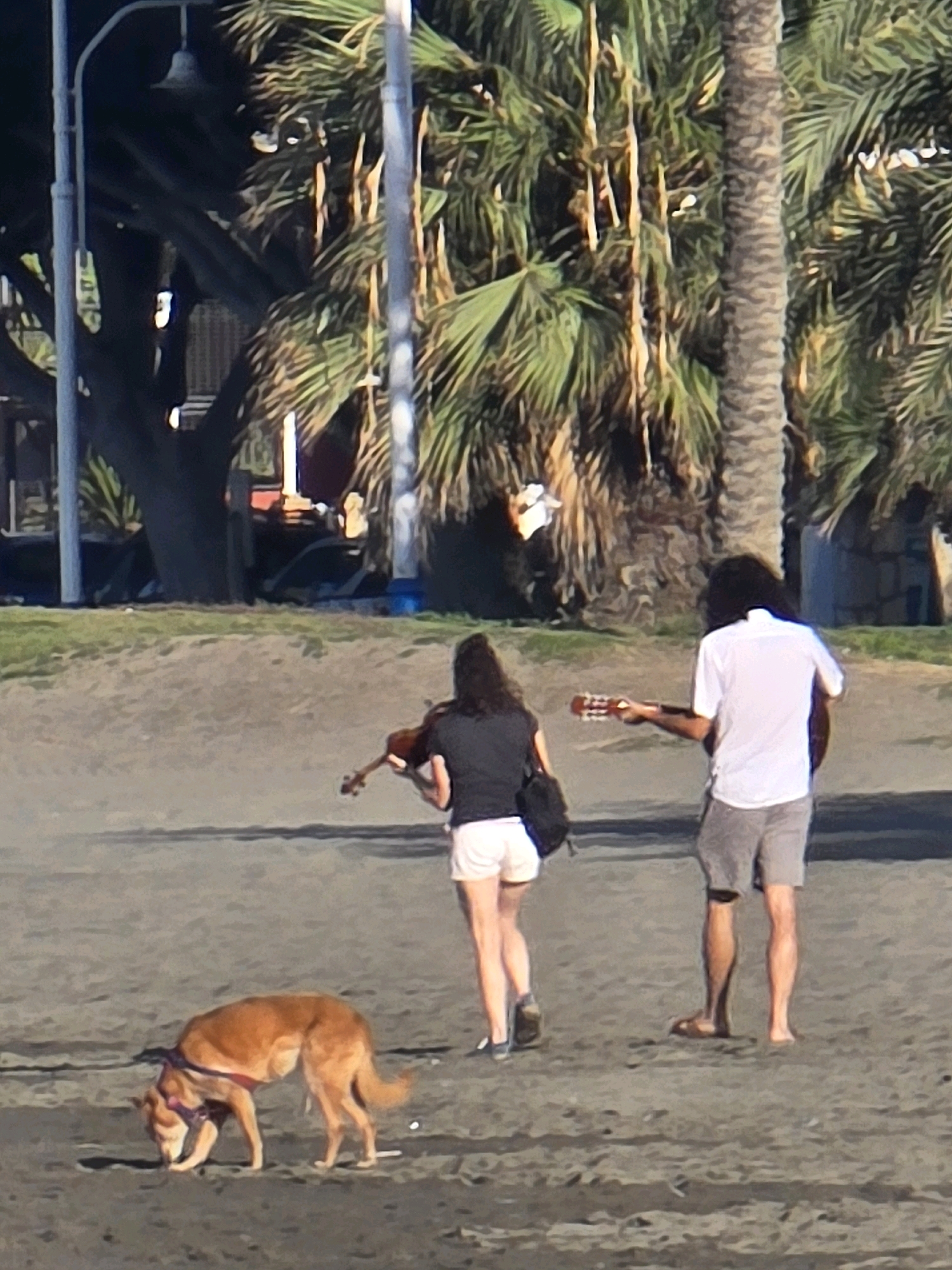 The image depicts a beach scene with three subjects and an animal. In the foreground, a tan dog with a purple collar is sniffing the sand. Further back, a person with long dark hair, wearing a dark t-shirt and white shorts, is playing a violin. To their right, another person, a male with dark hair, is wearing a white collared shirt and gray shorts, and is playing a guitar. They are all on a sandy beach with palm trees and street lights visible in the background. The scene appears to be in Málaga, Spain, given the presence of palm trees and a coastal environment.