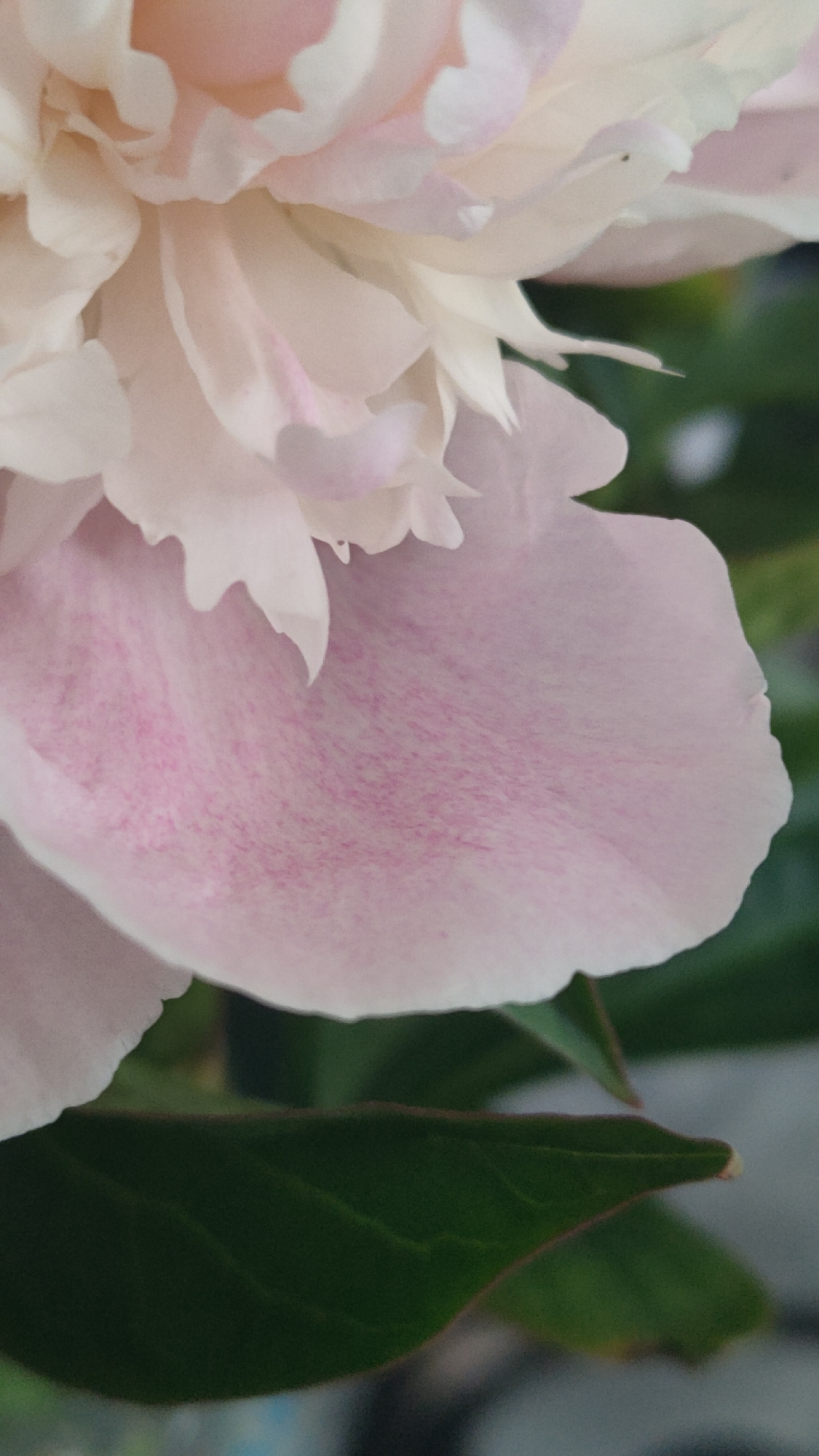 This is a close-up, vertical, eye-level shot of a pale pink peony flower. The focus is on the delicate, layered petals of the flower. The petal in the foreground is large and curved, with a soft, velvety texture. It is a pale pink color with subtle, darker pink speckles and streaks scattered across its surface. Behind this petal, more of the flower's layers are visible, transitioning to a creamy white at the top. To the right and bottom of the flower, out-of-focus dark green leaves are visible, providing a contrasting background. The lighting is soft, highlighting the subtle color variations and textures of the petals. The image does not contain any people, animals, or urban elements. Given the lack of any discernible landmarks or distinguishing features within the image, it is not possible to determine its location within the city of Bolotnoye, Russia.