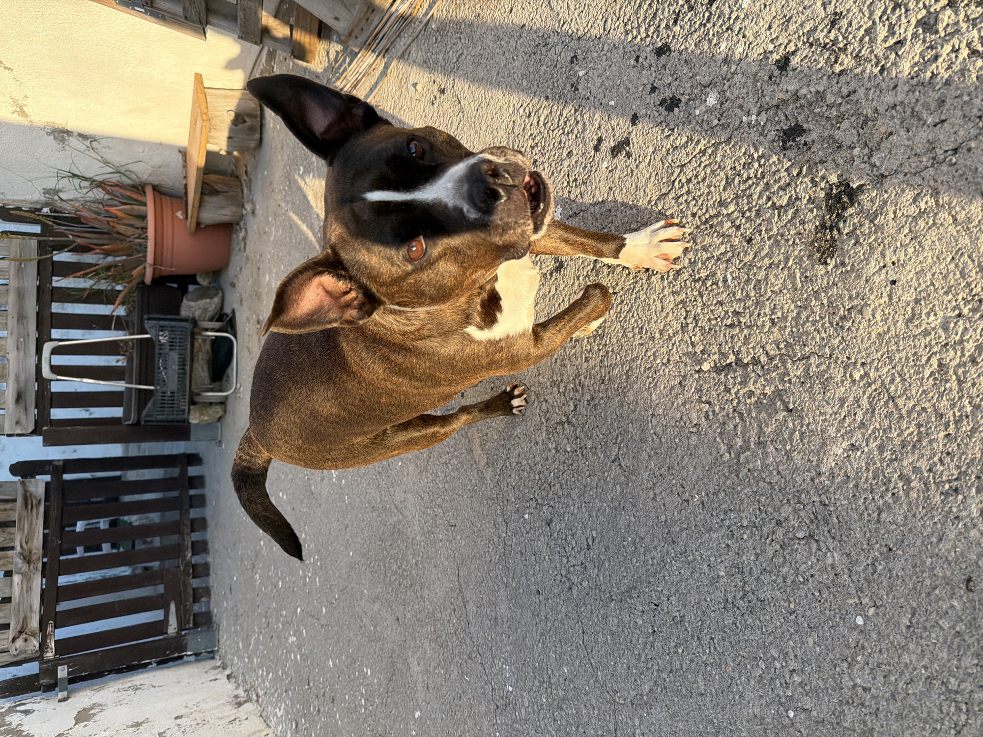 An overhead shot captures a brown brindle dog with white markings standing on a textured concrete surface during the golden hour. The dog, likely a pit bull or similar breed, has striking reddish-brown eyes and a white blaze running down its snout, contrasting with its darker brown face. Its mouth is slightly open, revealing teeth, and its ears are perked up, indicating alertness as it looks directly at the camera. White markings are also visible on its chest and front paws.
To the left of the image, behind the dog, a light-colored wall (possibly white or cream) is illuminated by the warm, low sunlight, casting long shadows. Along the base of this wall, a terracotta pot containing a reddish-green succulent-like plant is visible. Further to the left and behind the plant, several wooden structures, resembling fences or stacked pallets, are arranged, contributing to a somewhat rustic outdoor setting. The concrete ground beneath the dog shows variations in texture and some darker stains. The overall lighting suggests it is either late afternoon or early morning. There is no visible text in the image.