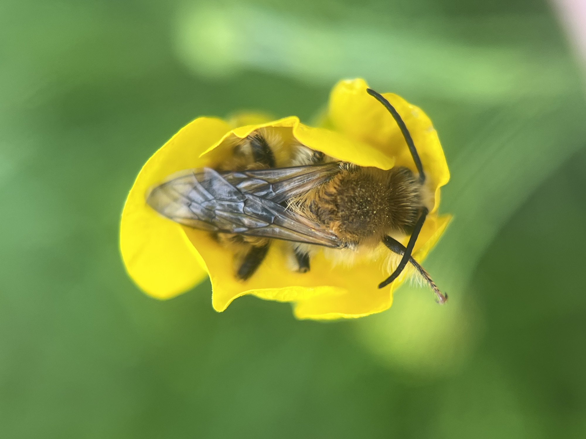 A close-up, high-angle shot captures a bee nestled within the bright yellow petals of a flower. The bee, with its fuzzy brown and black body and translucent wings, is the central focus. Its body is covered in a fine, golden fuzz, and its wings have a delicate, veined pattern. One of the bee's antennae is clearly visible, curving upwards and slightly to the right. The flower's petals form a cup around the bee, with a few petals extending beyond its body. The background is a soft blur of green, suggesting foliage and an outdoor setting, possibly a meadow or garden. The lighting appears to be natural daylight, casting a soft glow on the scene. There is no visible text. The overall impression is one of peaceful nature and the quiet activity of a bee at work. The image's focus on the intricate details of the bee and flower suggests a moment captured in time, highlighting the beauty of small-scale natural interactions. The location context of Zhigalki, Russia, adds a geographical element to the scene.