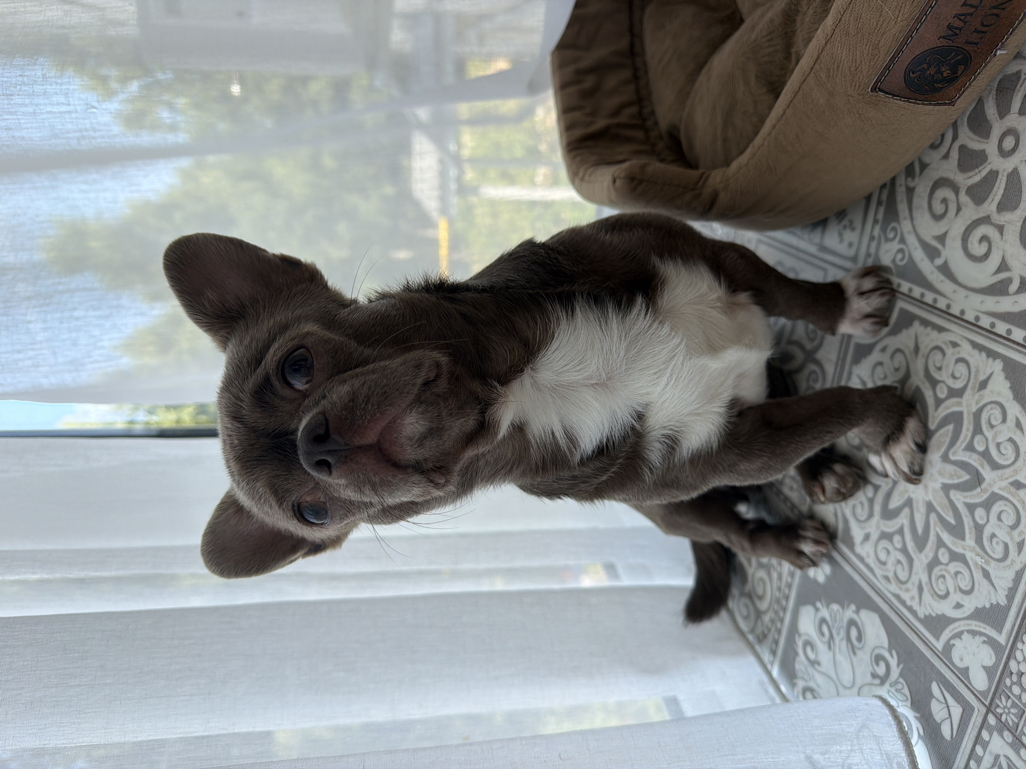 A brown and white dog sits on a patterned surface in front of a sheer white curtain. To the right of the dog is a brown dog bed. The background outside the window is blurred with greenery. The scene is indoors, likely in a home, with the window suggesting a possible location in Votkinsk, Russia.