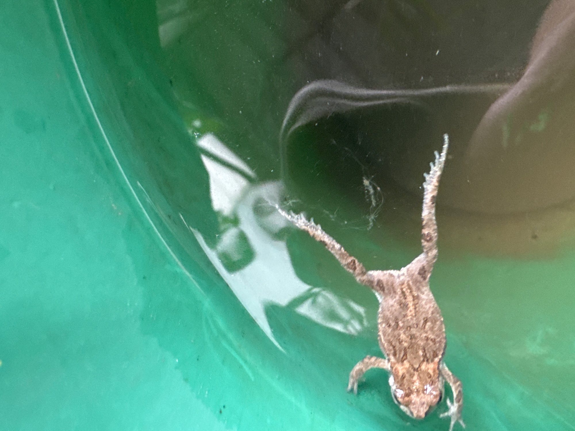 A frog is floating in a green bucket with murky water. The frog appears to be on its back, with its legs splayed out. The bucket is green and has a reflective surface. The water is dark and there are some debris floating in it. The scene appears to be outdoors, possibly in a backyard or garden. The lighting suggests it is daytime.