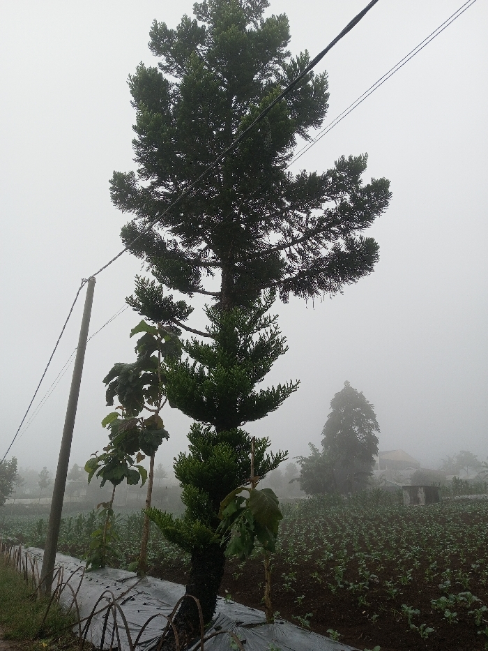 The image presents a rural agricultural landscape enveloped in thick fog or mist, creating a subdued and atmospheric scene. A tall, dark green coniferous tree dominates the left and central-right, its foliage extending beyond the top of the frame. Several power lines stretch across the image, connected to a utility pole on the far left.
Below the main tree and to its left, various smaller, leafy green plants and saplings are visible. In the foreground, agricultural land is prepared with black plastic mulch film covering rows of small green crops. Some sections of this mulch are supported by metal or wooden hoops.
The middle ground and background reveal expansive cultivated fields, densely planted with small green crops. Heavy fog significantly reduces visibility, lending a soft, diffused light to the scene, typical of an early morning or an overcast day. Faint outlines of distant trees and structures, possibly houses, can be vaguely seen through the mist. There are no people or discernible text in the photograph. The setting suggests a quiet, working farm environment, consistent with agricultural areas like Mungeli, India.