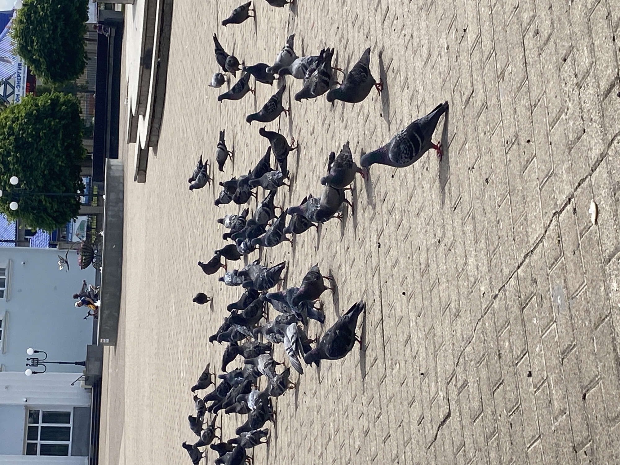 A large flock of pigeons is gathered on a paved urban square, under bright daylight. The scene is captured from a slightly elevated perspective, looking down at the birds and the surrounding environment.
The main subjects are numerous grey pigeons, scattered across a light-colored paved ground with a distinct diagonal block pattern. Many pigeons are looking downwards, appearing to forage for food, while others are standing or walking. Some pigeons are in mid-air, with wings spread, either landing or taking off. One pigeon is prominently featured in the foreground, walking towards the right.
In the background, on the left side of the frame, there are several elements: a light-colored building with multiple windows, a black street lamp with two spherical white lights, and two large, round, dark green bushes or trees. A dark, low wall or barrier separates the immediate paved area from the distant background. Further back, near the building and trees, a few people are visible, some standing and one seated on what appears to be a bench or wall. Another bird, larger and lighter in color than the pigeons, is seen flying in the distance near these background structures.
The lighting indicates a clear, sunny day, with distinct shadows cast by the pigeons and background elements. The ground shows some cracks in the pavement. Visible text on a blue sign or banner in the upper left background reads "ОН «ЭНЕРГИЯ»" in Cyrillic. The overall setting is a public urban square in Chaikovsky, Russia.