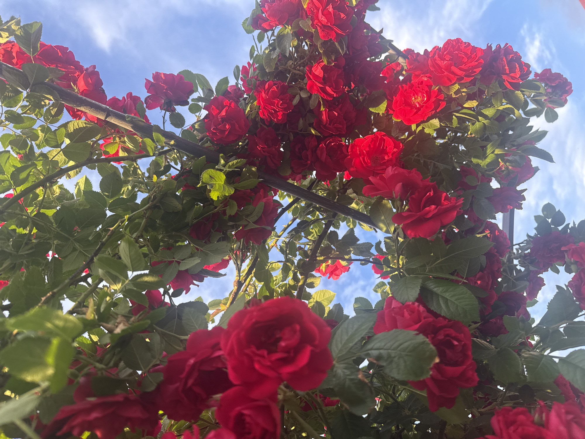 This media file shows a close-up, low-angle view of a rose bush with abundant red roses and green leaves, set against a bright blue sky with wispy white clouds. The roses are in various stages of bloom, with some fully open and others appearing as buds. The leaves are lush and green, suggesting a healthy plant. The lighting indicates it is daytime, likely sunny, given the brightness of the sky and the illumination of the flowers.
The composition focuses on the beauty and vibrancy of the roses, creating a feeling of abundance and natural splendor. The perspective from below looks up into the branches and blossoms, emphasizing their upward growth and the interplay of flowers, leaves, and sky. The setting appears to be outdoors, possibly in a garden or park in Rayevskiy, Russia, given the provided location context. There are no people visible, nor any specific objects other than the rose bush and the sky.
The overall impression is one of natural beauty and the peak of the rose blooming season. The clear sky and sunlight contribute to a positive and cheerful mood. There is no visible text in the image.