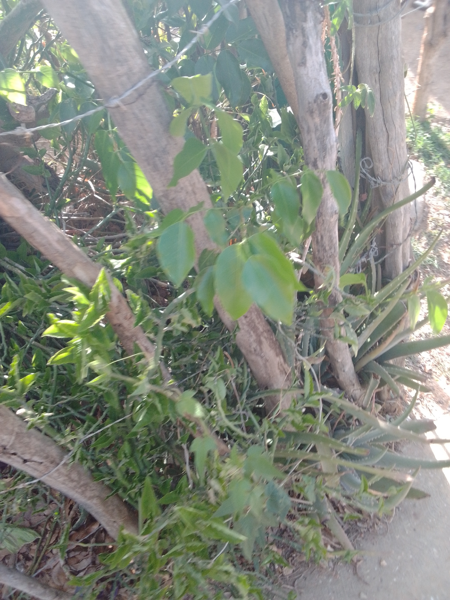 The image depicts an outdoor scene with several tree trunks and lush green vegetation. The tree trunks appear weathered and are intertwined with vines and branches. Amongst the greenery, there is a plant with long, spiky leaves, possibly an aloe vera plant. Sunlight filters through the leaves, creating a dappled effect on the scene. The ground is covered with dried leaves and some patches of soil. In the background, a rough, concrete surface is visible, suggesting a pathway or a patio. The overall impression is one of natural growth and a somewhat wild, untamed environment. The time of day appears to be daytime, given the bright sunlight. There is no visible text in the image. The location is La Tagua, Venezuela.