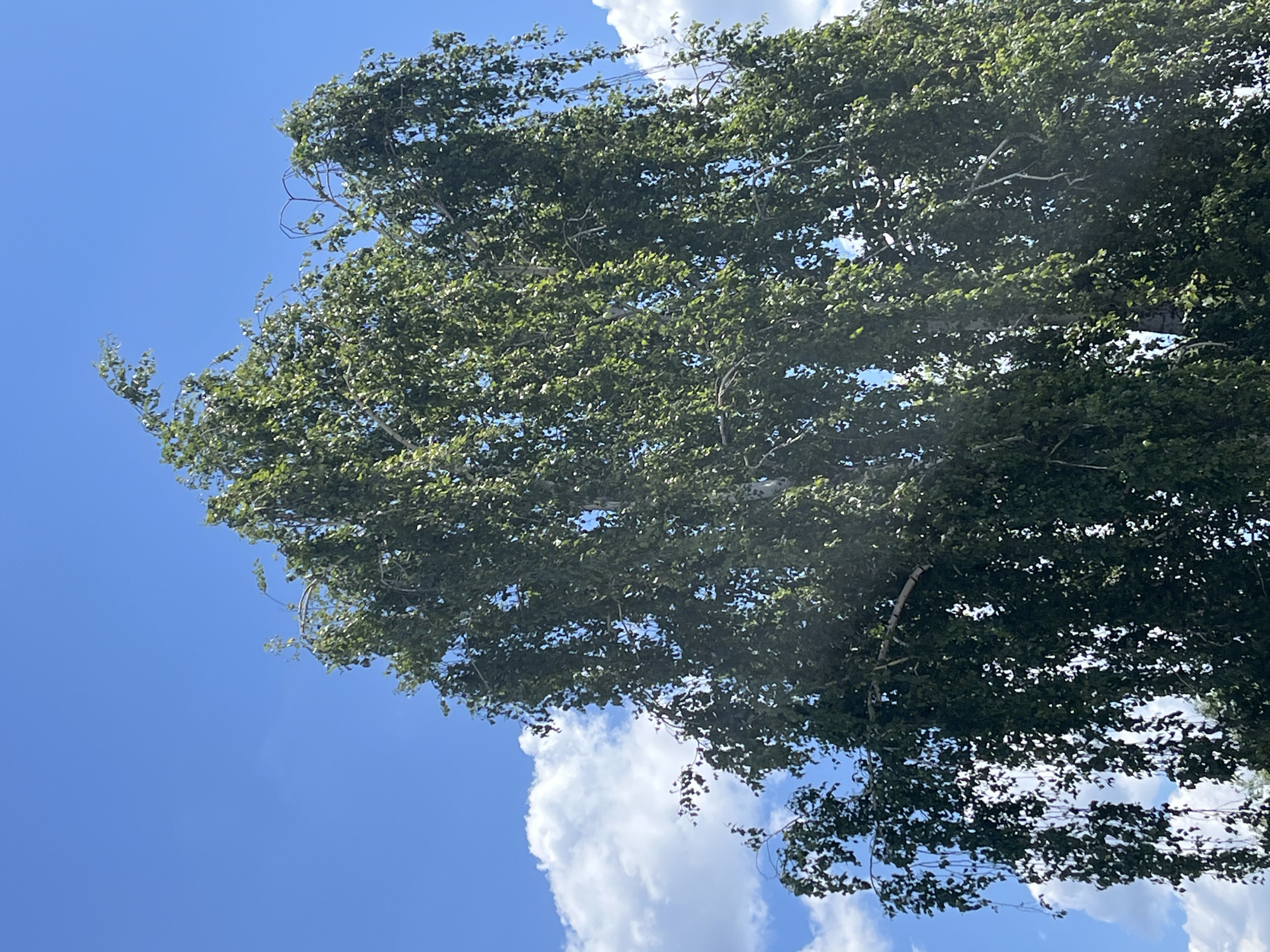 A tall, weeping birch tree with dark green foliage against a bright blue sky with white clouds. The tree's branches droop downwards, giving it a cascading appearance. The image is taken from a low angle, looking up at the tree. The location is listed as Unknown, Unknown, indicating that the specific city and region are not provided. The scene is natural and depicts a common tree species.