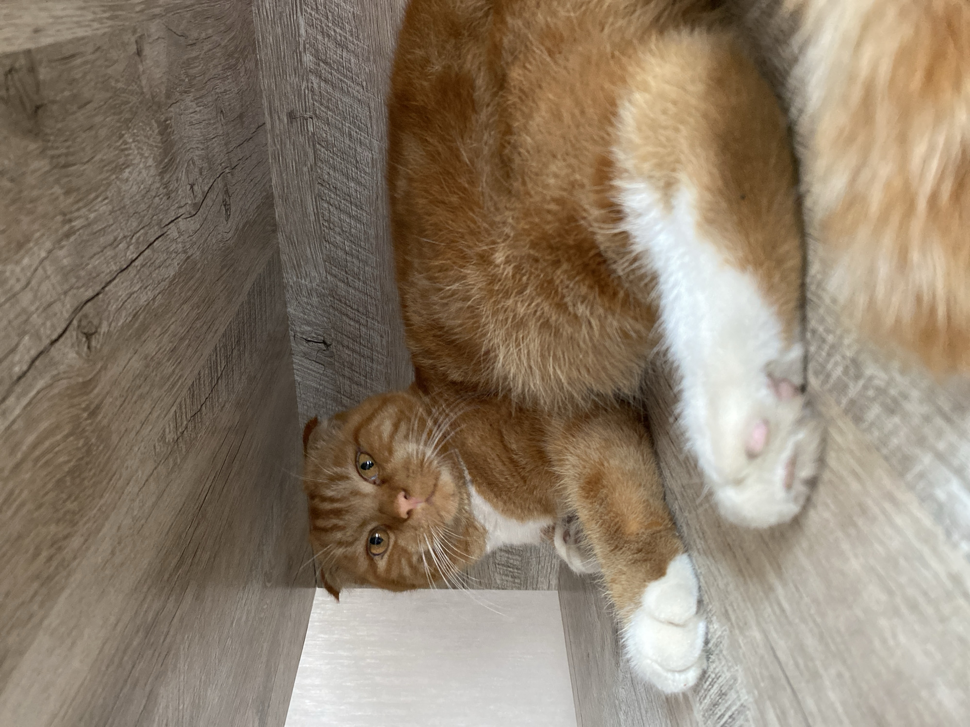 An orange and white Scottish Fold cat is lying on a wooden floor underneath a wooden shelf. The cat is facing the camera with its head slightly tilted and its ears folded. Its eyes are open and looking forward. The cat's body is mostly orange with white markings on its chest and paws. The floor and shelf are made of wood with a light brown grain pattern. The overall scene is indoors, likely in a residential setting. There is no information about the city of Mamlyut, Kazakhstan in this image.