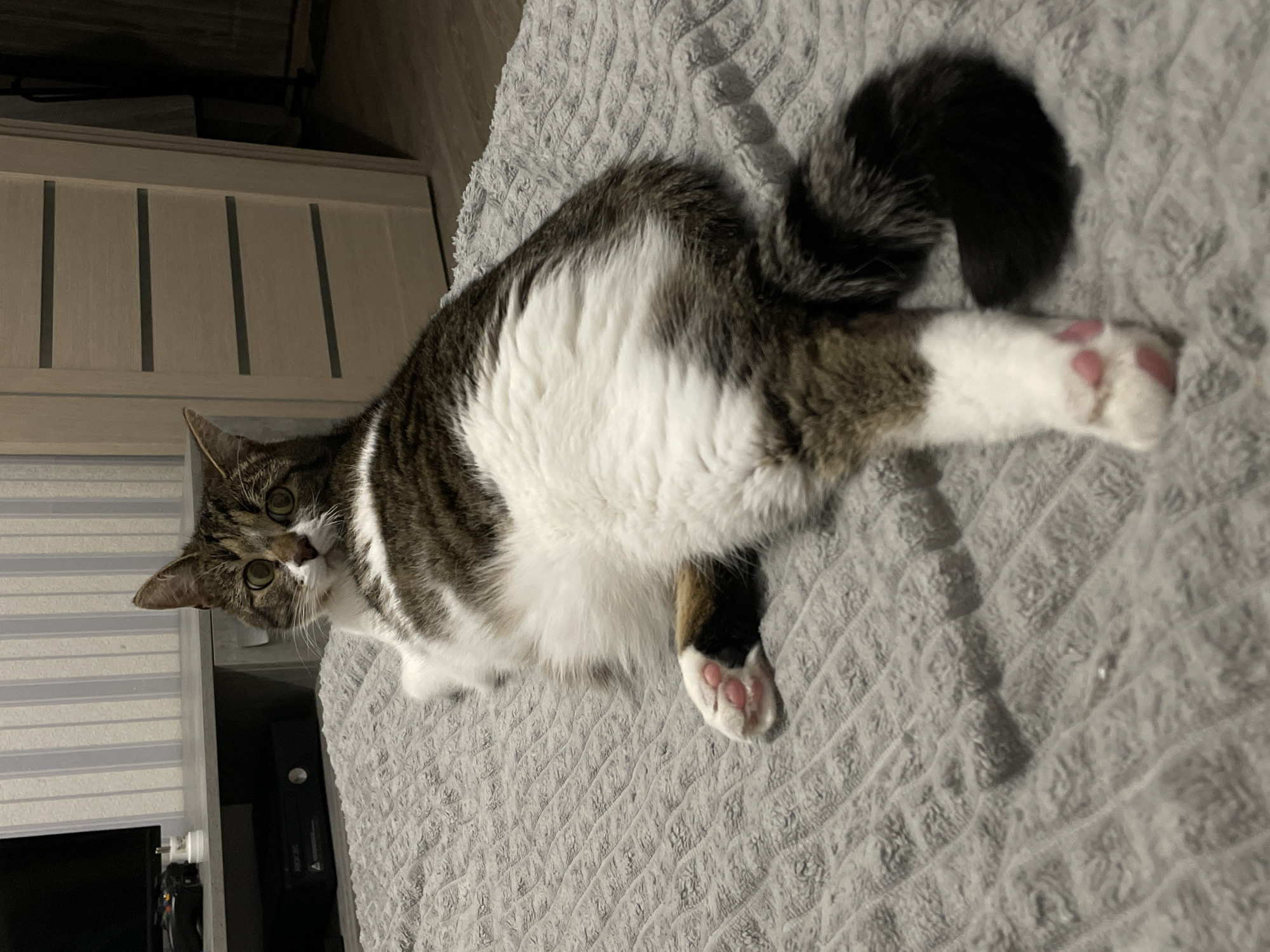 The scene depicts a domestic short-haired cat lying on a textured gray blanket within an indoor residential setting in Izhevsk, Russia. The cat is predominantly white with brown tabby markings on its back, head, and tail, possessing prominent green-yellow eyes. It is positioned on its left side, with its head turned towards the viewer. Its right front paw, displaying pink toe pads, is partially visible. The cat's left hind leg is extended towards the lower right, also showing pink toe pads. Its bushy tail, dark brown to black, extends towards the lower right of the frame.
In the background to the left, a light gray media console or shelf unit is visible. On this unit, a black flat-screen television is positioned towards the far left. Beneath the television, a black gaming console, resembling an Xbox 360, is present. A black gaming controller and a white cylindrical object (possibly a charging dock or small adapter) rest on top of the console. The wall behind the console is adorned with light-colored wallpaper featuring vertical stripes. To the right of the cat, a light-colored wooden door with multiple dark horizontal inlays is visible, suggesting a room separation. The overall environment is illuminated by artificial indoor lighting. No human individuals are present in the image.