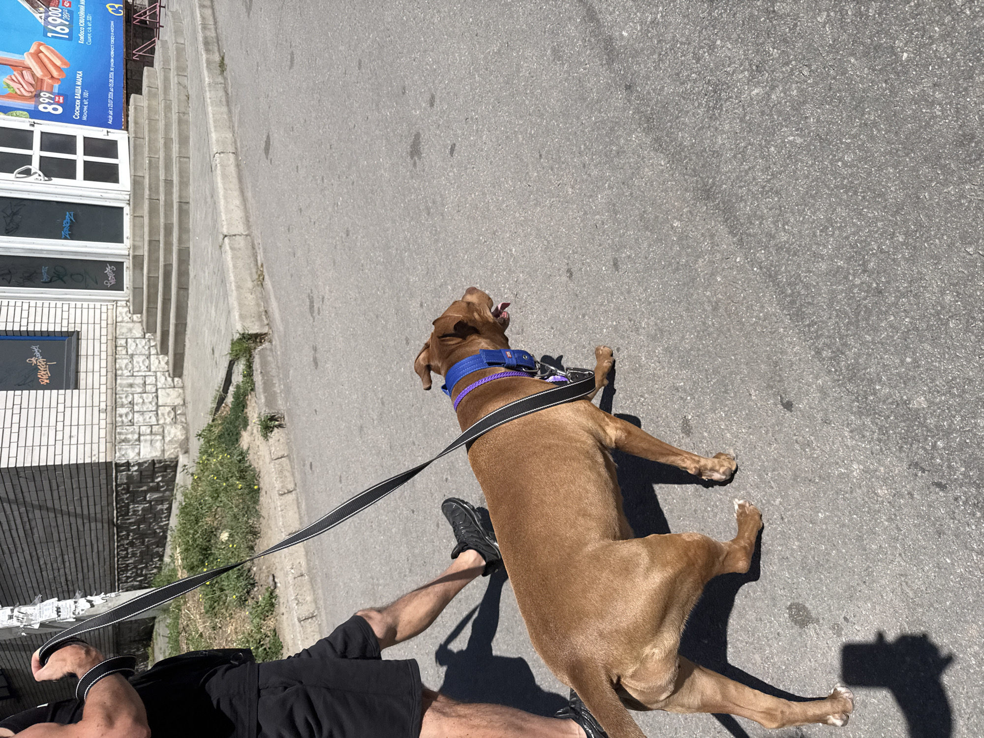 A medium-shot, eye-level, outdoor, daytime, horizontal, full-color photograph shows a person walking a brown dog on a leash. The person, viewed from the back and right side, wears black shorts and a black tank top, with black athletic shoes. The dog, a muscular breed, is viewed from the left side and back, with a bright blue collar and a purple leash attachment. The dog is walking on an asphalt road. In the background, a brick building with stone accents and steps leading to glass doors is visible. A sign advertising sausages is attached to the building to the right of the entrance. The scene is likely located in the city of Zaporizhzhia, Ukraine, given the signage. The lighting suggests a sunny day, casting shadows on the asphalt.