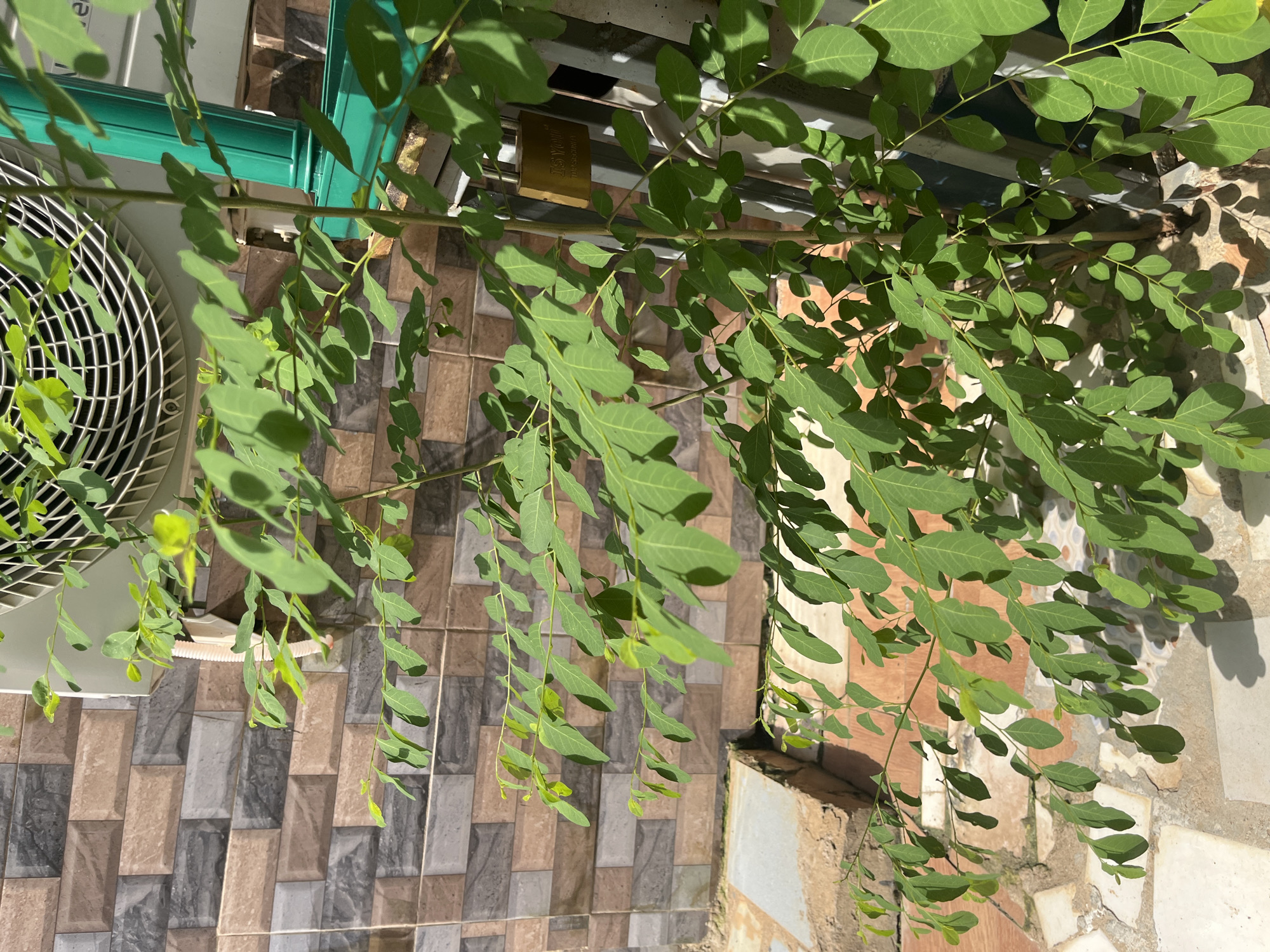 The image shows a close-up of a tree with green leaves and branches against a background of patterned tiles. The leaves are small and oval-shaped, and they are clustered along the branches. The branches are thin and woody, and they are angled in various directions. The tiles are arranged in a rectangular pattern, with colors ranging from light brown to dark gray. There is also a portion of an air conditioning unit visible in the upper left corner of the image, with a white grill and some green casing. A gold-colored lock is also visible, attached to some metal bars in the background. The scene appears to be outdoors, with sunlight casting shadows on the leaves and tiles. The time of day is likely daytime, given the bright sunlight. The location context of Abuja, Nigeria, suggests a warm and possibly humid climate, which would be consistent with the lush green foliage. There is no discernible activity or event taking place, and the overall mood is calm and natural. The visible text on the gold lock is not clearly legible.