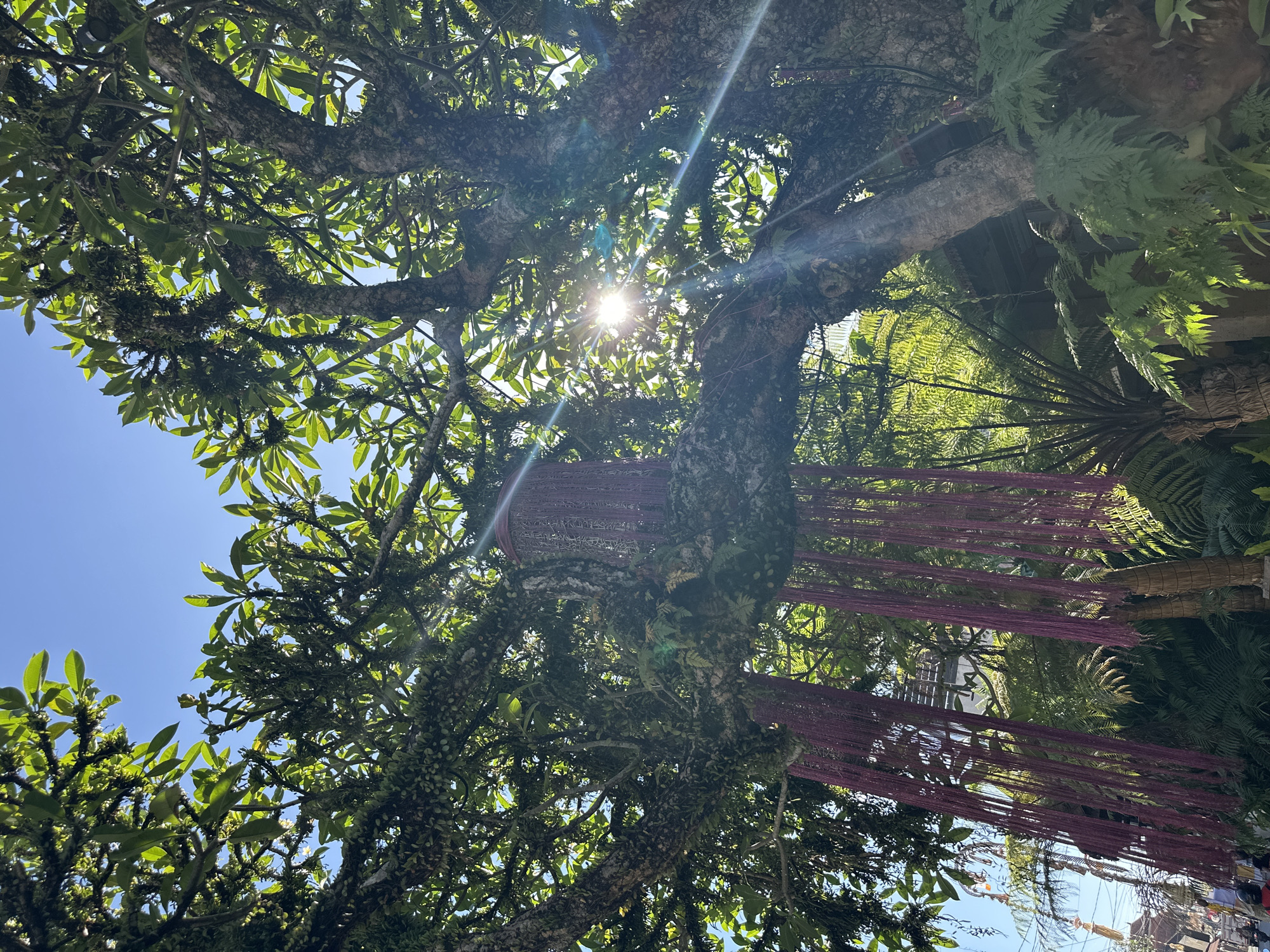 The image depicts a lush, green tree in Ubud District, Indonesia, with its branches reaching towards a clear blue sky. Sunbeams pierce through the dense foliage, creating a dappled light effect. Hanging from a branch is a decorative element, possibly a lantern or ornament, with flowing purple tassels. The tree's trunk and branches are thick and gnarled, covered in moss and other epiphytic plants, suggesting a mature specimen. In the background, glimpses of buildings and other greenery can be seen, hinting at an urban or semi-urban setting. The overall atmosphere is one of tropical tranquility, bathed in the bright Indonesian sun.
