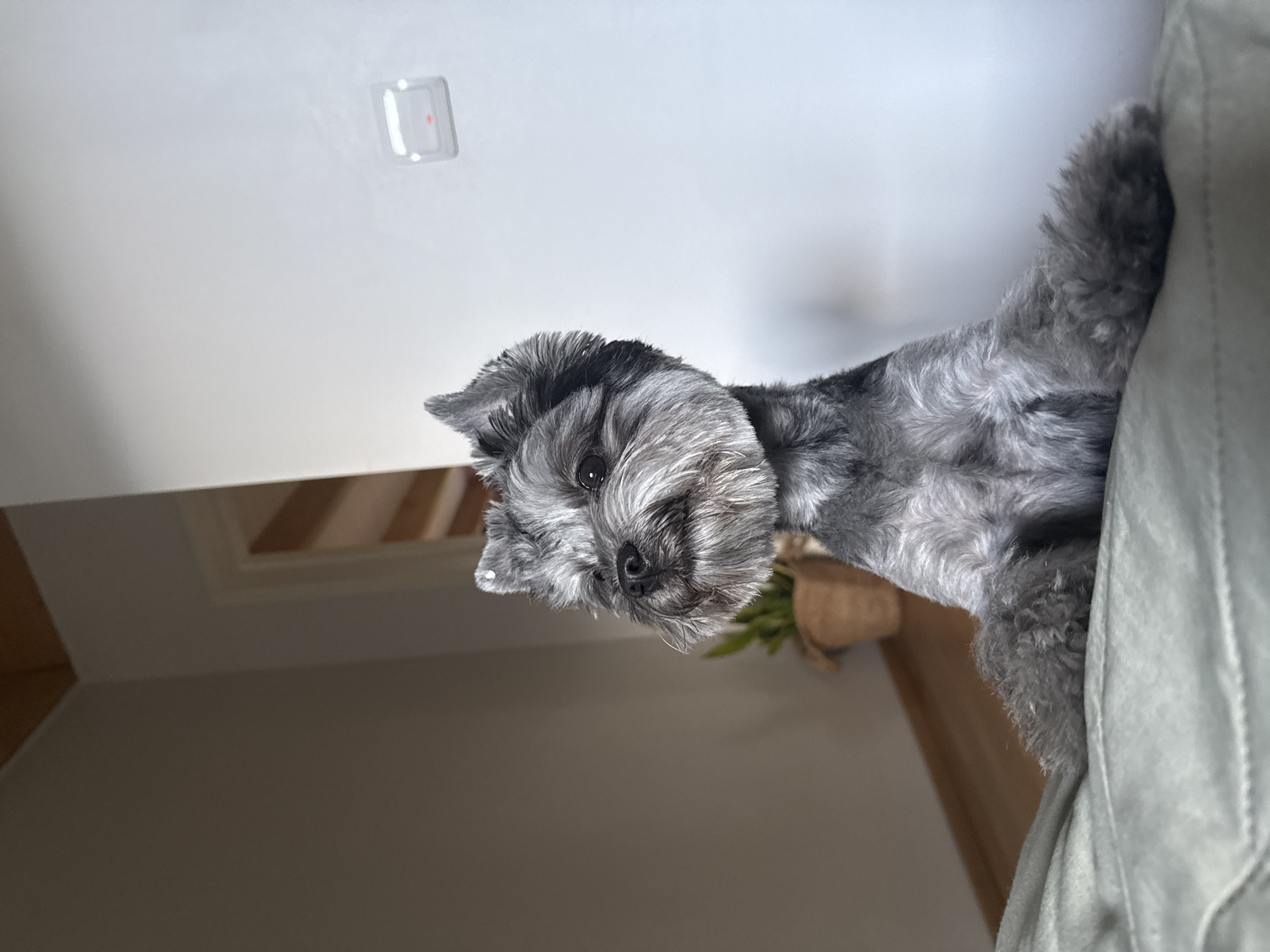 A small, gray schnauzer-type dog is perched on a light green textured surface, likely a sofa, with its front paws resting on the edge. The dog's head is tilted slightly to the left, and it appears to be looking off-camera. Its fur is a mix of gray and black, with a distinct beard and eyebrows. The background is softly blurred, showing a wall, a doorway with wooden stairs, and a potted plant. A light switch is visible on the white wall to the right of the dog. The lighting suggests an indoor setting, possibly a living room. The image does not provide any information about the city of Chaikovsky, Russia.