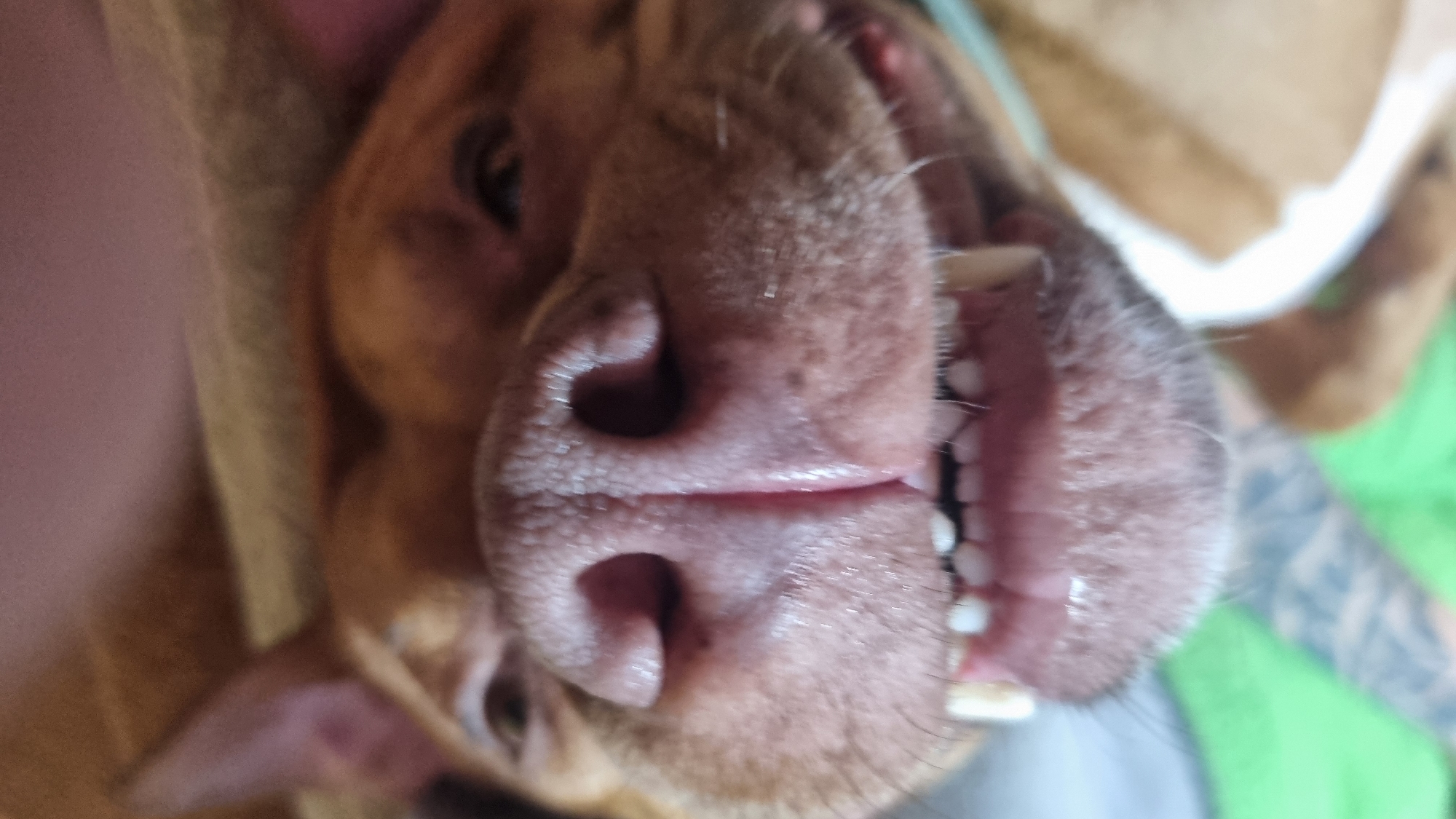 A close-up shot depicts a dog's face, focusing on its nose and teeth. The dog is a light brown color. The canine's teeth are visible in the shot. A patch of green material is in the upper right corner with a blue-gray tattoo visible above it. The location and date are unknown.