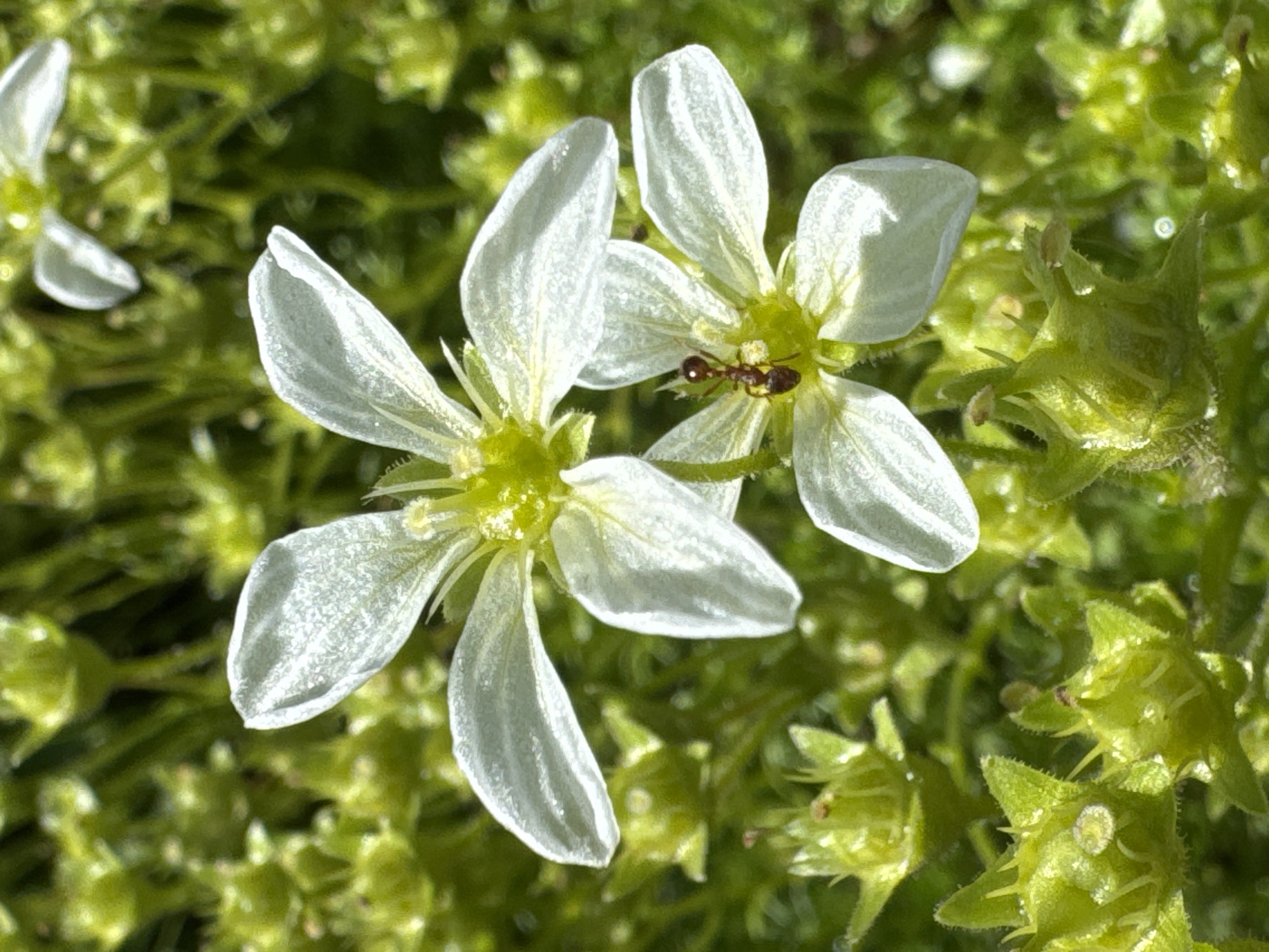 In Steklyannyi, Russia, two delicate white flowers with translucent petals are in focus against a blurred background of green foliage and buds. One flower, positioned slightly above and to the left, has its petals spread open. The other flower, below and to the right, also displays its open petals. A small, reddish-brown ant is actively exploring the center of this lower flower, its body clearly visible. The surrounding environment is lush and green, with numerous small, spiky green buds interspersed throughout the scene, suggesting a natural, outdoor setting.