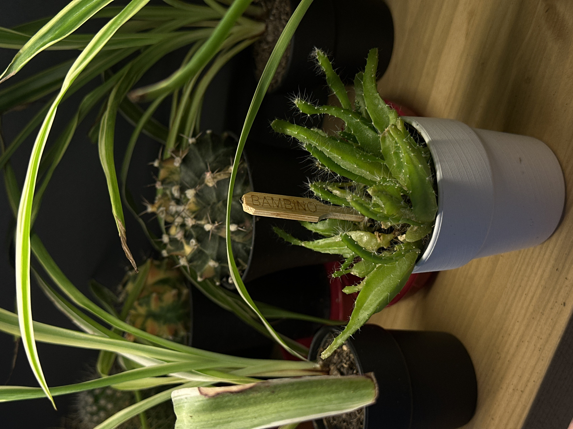 An indoor arrangement of various potted plants is displayed on a wooden surface against a dark background. In the foreground, a small succulent in a light blue pot exhibits vibrant green, spiky growth. A wooden plant marker, labeled "Bambino" in embossed lettering, is inserted into the soil of the succulent. Behind this, other plants are visible, including a spiky cactus and a plant with long, striped green and white leaves. The setting appears to be a domestic environment, possibly a home or office, with no indication of a specific location in Chișinău, Moldova.