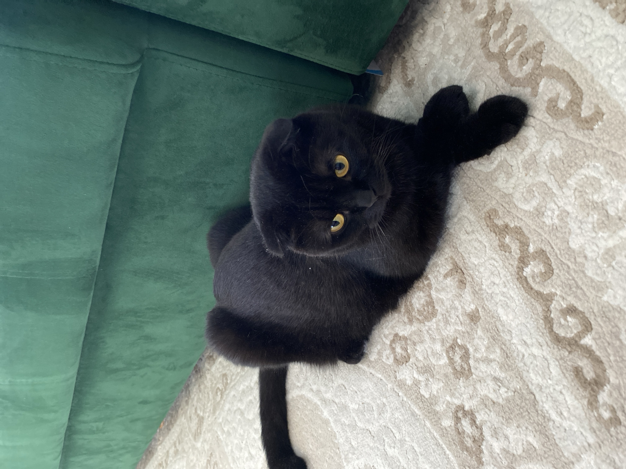 A black cat with yellow eyes sits on a light-colored rug with a patterned design. The cat is positioned near a green upholstered object, possibly a couch or chair. The location of the image is the city of Chaikovsky, Russia.