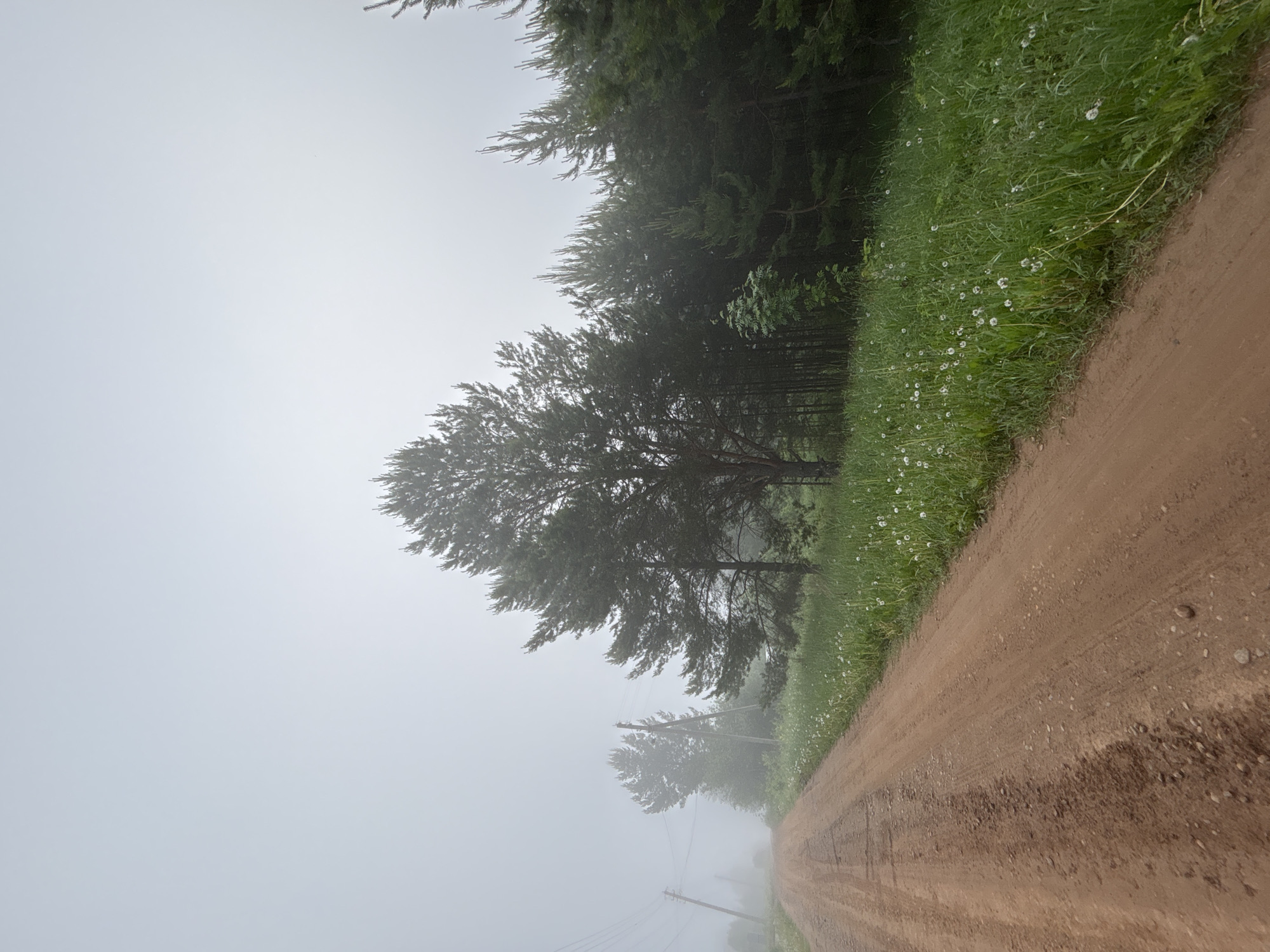 The image captures a serene, rural landscape enveloped in heavy fog. A dirt road, showing faint tire tracks and scattered pebbles, stretches from the lower right of the frame towards the distant, mist-obscured background. To the left of the road, a verdant strip of grass thrives, adorned with numerous small white wildflowers, possibly dandelions gone to seed.
Behind the grassy verge, a dense line of tall coniferous trees stands, their dark green foliage partially softened by the pervasive mist, particularly further into the distance. The background is almost entirely consumed by thick, gray fog, which diffuses the daylight, creating a soft and subdued lighting across the entire scene. Faintly visible through the thick atmosphere in the mid-distance are several utility poles with overhead wires, receding along the path suggested by the road.
The weather is distinctly misty or foggy, significantly limiting visibility and contributing to a quiet, almost melancholic atmosphere. The time of day appears to be daylight, but the fog prevents any clear indication of sun position or intensity. There is no discernible human activity or specific event taking place; the scene is static and natural. No visible text is present in the image. The setting suggests a remote country road, consistent with the location context of Большой Букор, Russia.