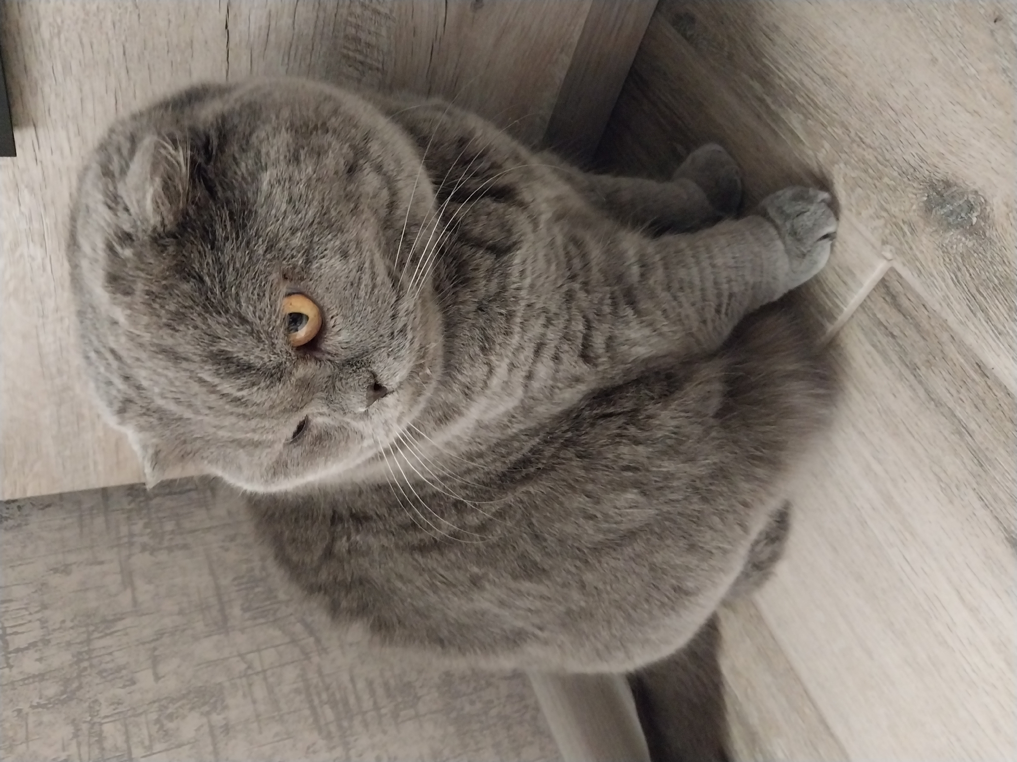 A British Shorthair cat is sitting on a wooden floor next to a wall. The cat is a solid gray color with yellow eyes and folded ears. The background is a wall with a wood grain texture. The image is taken indoors, in what appears to be a domestic setting. The cat is looking to the left of the frame. There are no people or other animals in the image. The lighting is soft and natural, indicating it was taken during the day. The scene is calm and quiet.