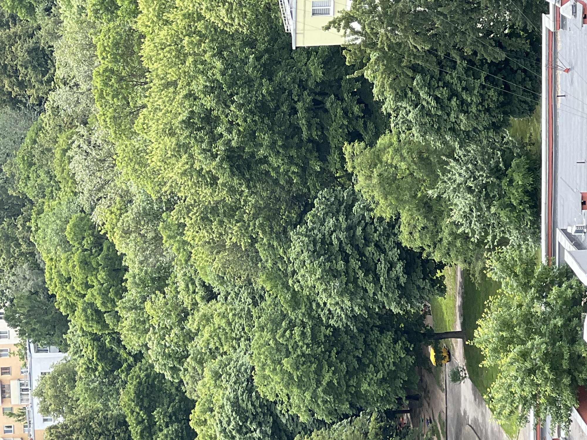 An aerial view captures a dense, verdant canopy of trees dominating the landscape, interspersed with glimpses of urban structures. In the mid-ground, a bright yellow dumpster is parked on a paved area next to a patch of grass. To the right, a light yellow building with white window frames is partially visible, peeking through the foliage. The background reveals the upper floors of apartment buildings, suggesting an urban setting. The overall impression is one of lush greenery within a city.