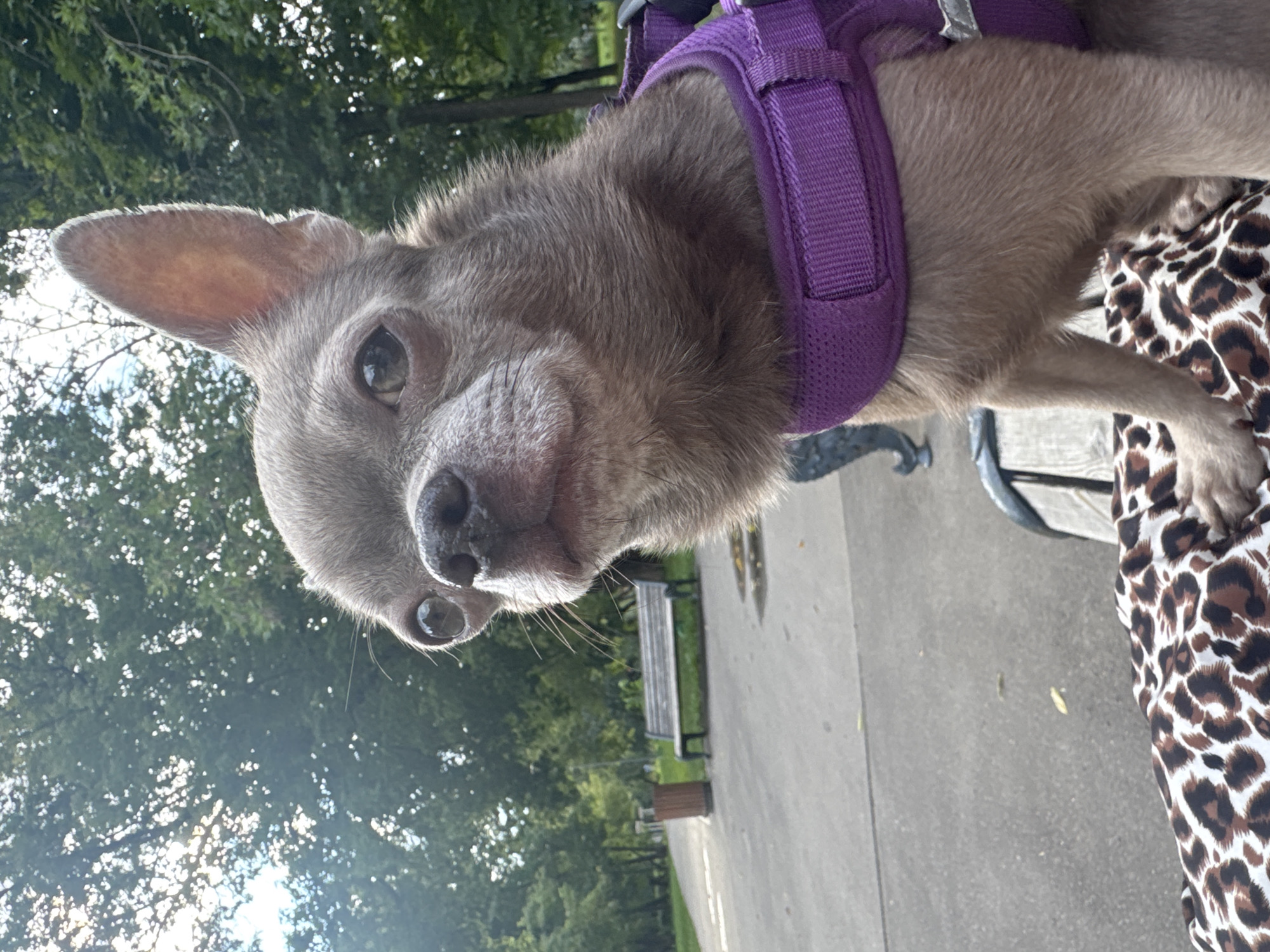 A small, taupe-colored Chihuahua, wearing a purple harness, is the central subject of this close-up, waist-level photograph. The dog's head is turned slightly to the left, with large, expressive eyes looking directly at the camera. Its ears are erect, with one slightly tilted forward. The background reveals a park setting. A paved walkway runs diagonally from the lower left to the upper right of the frame. To the left of the walkway, a trash can and a wooden park bench are visible. Trees with lush green foliage dominate the background, with some sunlight filtering through the leaves. The ground around the bench appears damp in patches, suggesting recent rain. The dog is seated on a surface covered with a brown and white leopard-print fabric. The overall impression is a candid portrait of a dog enjoying a day outdoors in a park, likely in the city of Moscow, Russia, given the characteristic park design.