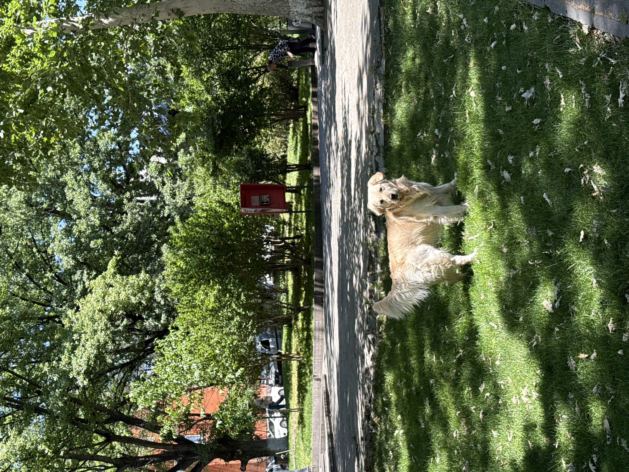 In Yerevan, Armenia, a golden retriever stands on a grassy lawn, facing the camera. The dog is positioned in the foreground, with dappled sunlight and shadows cast across its fur and the surrounding grass, which is littered with fallen leaves. Behind the dog, a paved pathway separates the lawn from a planted area with several trees and bushes. Further back, a red public telephone booth is visible on the left, and to its right, a person wearing a black and white patterned shirt is bending over near a trash can. Several cars are parked on a street in the background, and a building with an orange facade is partially visible to the far left, behind a large tree. The scene is set under a canopy of lush green trees, suggesting a park or a tree-lined street in the city.