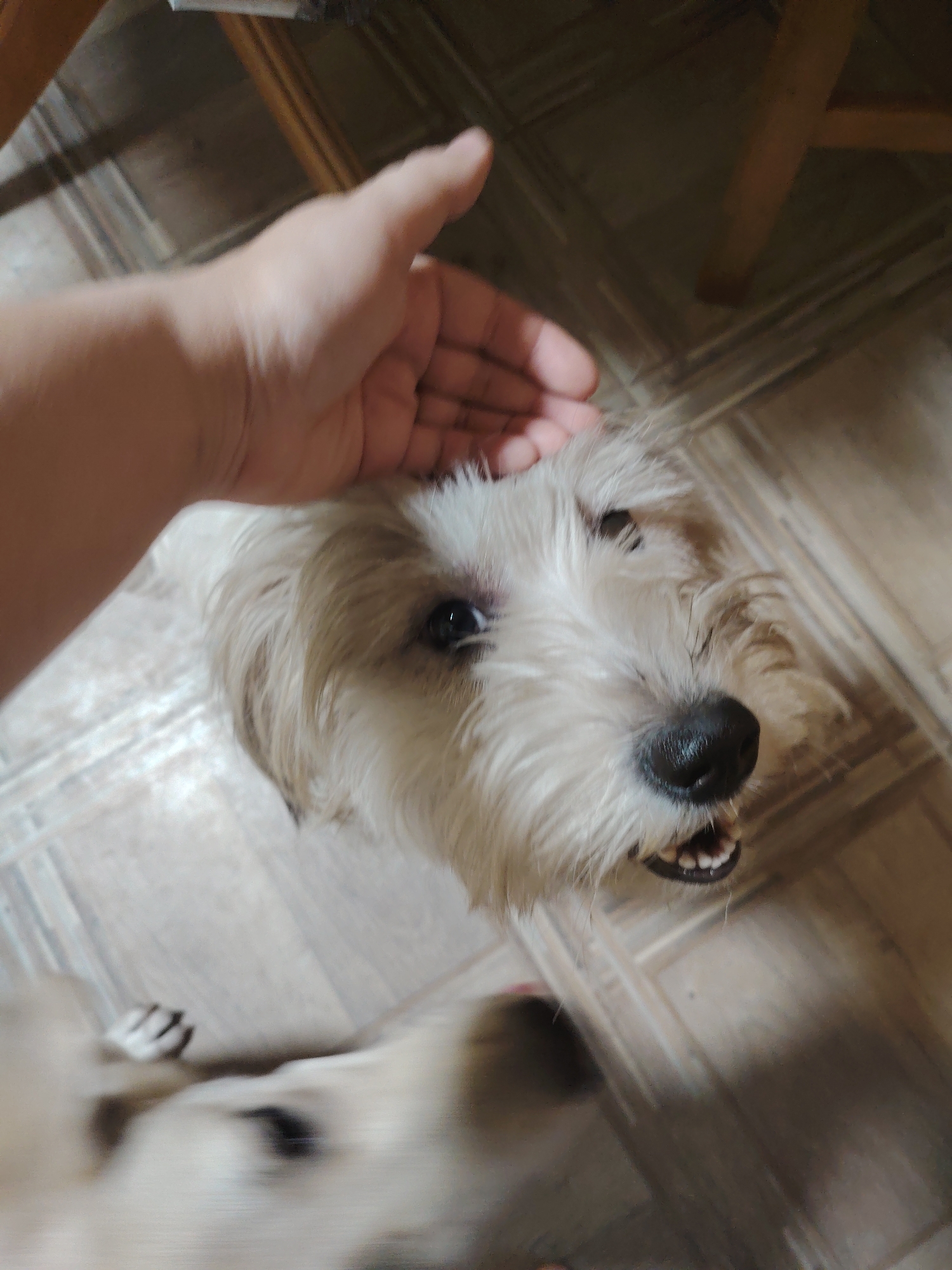 The image shows a close-up of a small white dog with its head tilted upwards. A human hand is petting the dog's head. The dog has dark eyes and a wet black nose, and its mouth is slightly open, revealing its teeth. The background appears to be an indoor setting with tiled flooring and wooden furniture. The image quality is somewhat blurry, particularly in the lower portion where another blurred dog or object is visible. There is no information in the image to indicate its location in Rostov-on-Don, Russia.
