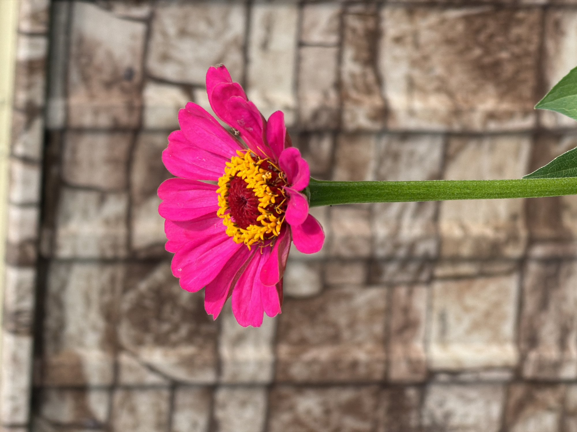A close-up, vertical shot shows a single, bright pink zinnia flower with a yellow center standing tall against a blurred background of tan and brown brickwork. The flower's petals are delicate and slightly curved, with a dark red ring at the base of the yellow stamens. The stem is a vibrant green, and a few green leaves are visible at the bottom of the frame. The lighting is bright and even, highlighting the flower's colors and textures. The image appears to be taken outdoors, possibly in a garden or park. There are no people or animals present in the image. The overall impression is one of natural beauty and vibrant color.