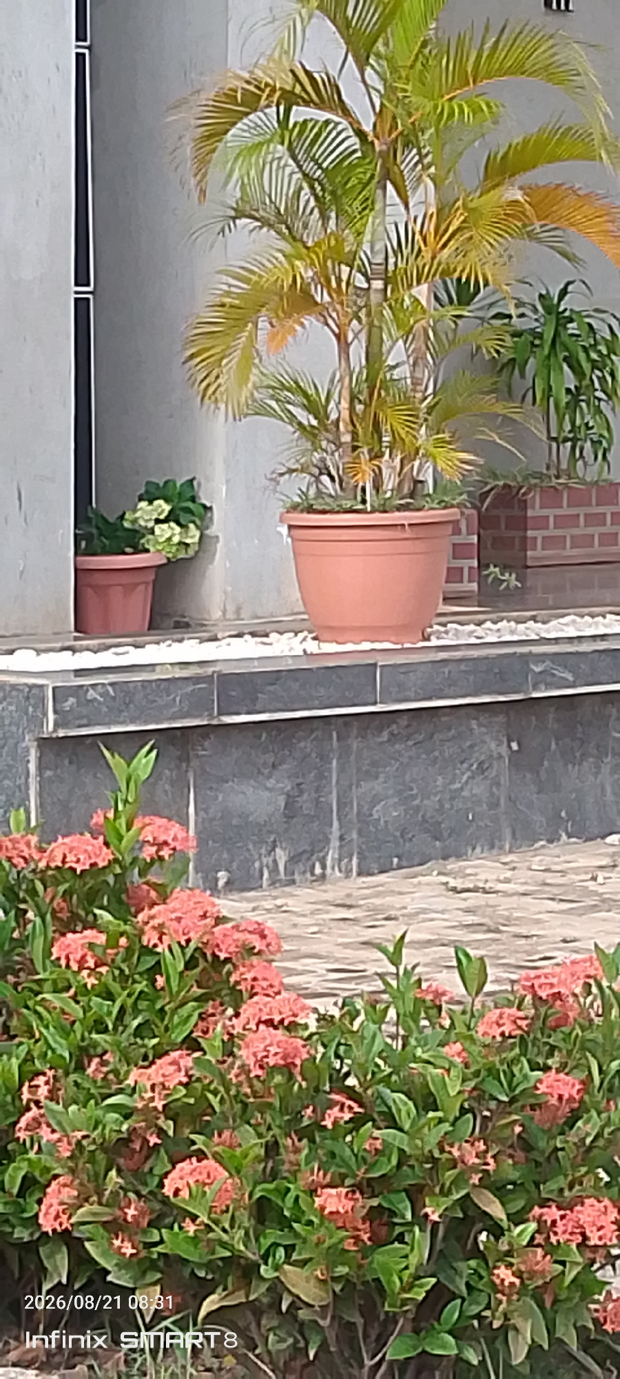 The image shows a close-up view of pink ixora flowers and green foliage in the foreground. In the background, there are potted plants, including a palm tree in a large terracotta pot and another plant in a brick planter. A gray tiled step or walkway is visible, with white gravel on top. The scene appears to be an outdoor setting, likely a garden or patio area. The timestamp "2026/08/21 08:31" and "Infinix SMART 8" are present in the lower left corner. The image quality is slightly blurred, obscuring fine details of the environment. The provided context suggests the location is Kakau, Nigeria, but this is not visually evident from the image itself.
