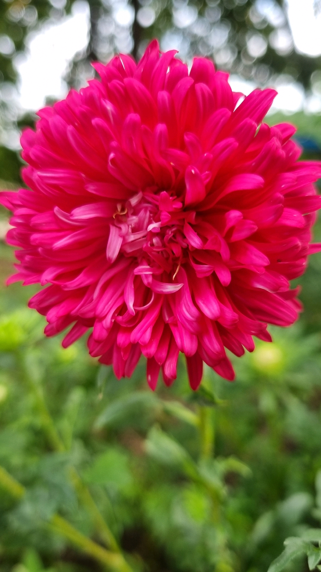 A close-up, vertical shot showcases a vibrant, fuchsia-colored aster flower in full bloom, positioned centrally in the frame. The flower's numerous petals are tightly packed and pointed, with a lighter pink hue at their tips, creating a complex, textured appearance. The background is softly blurred, featuring green foliage and out-of-focus, bokeh-like circles of light, suggesting an outdoor setting. No people, actions, or interactions are visible. The image is forensic in its depiction of the flower's detail and the natural environment.