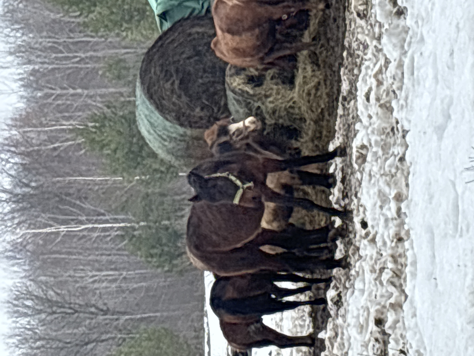The image shows a group of horses in a snowy landscape, likely in the vicinity of Noviy, Russia, as requested. There are hay bales present, and the background shows trees without leaves, typical of winter. The horses are brown and appear to be interacting with each other. The ground is covered in snow and ice.