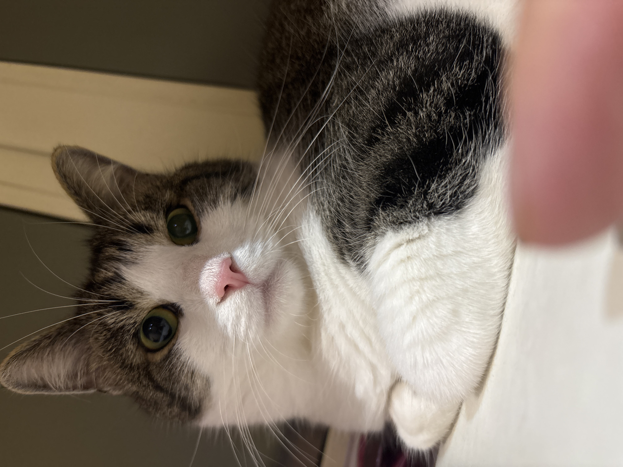 A close-up, low-angle, eye-level, indoor shot captures a tabby and white cat lying down, facing forward. The cat has green eyes, a pink nose, and white whiskers. Its fur is a mix of white and dark grey tabby markings. The background consists of a blurred wall and furniture, with no indication of the city of Kapyĺ, Belarus. A blurred fingertip is visible in the foreground.