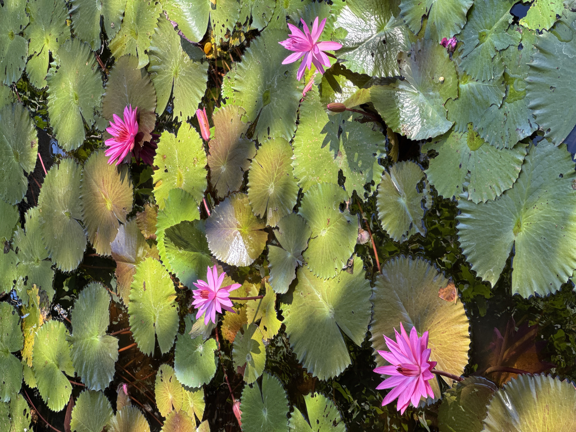 The image captures a pond in Kuta Selatan, Indonesia, filled with lily pads and blooming water lilies. The lily pads are predominantly green, with some showing shades of brown, and exhibit a circular shape with textured edges. Scattered among the lily pads are several bright pink water lilies in full bloom. The water surface is visible between the pads and lilies, revealing the dark water below. Sunlight creates highlights and shadows across the scene.