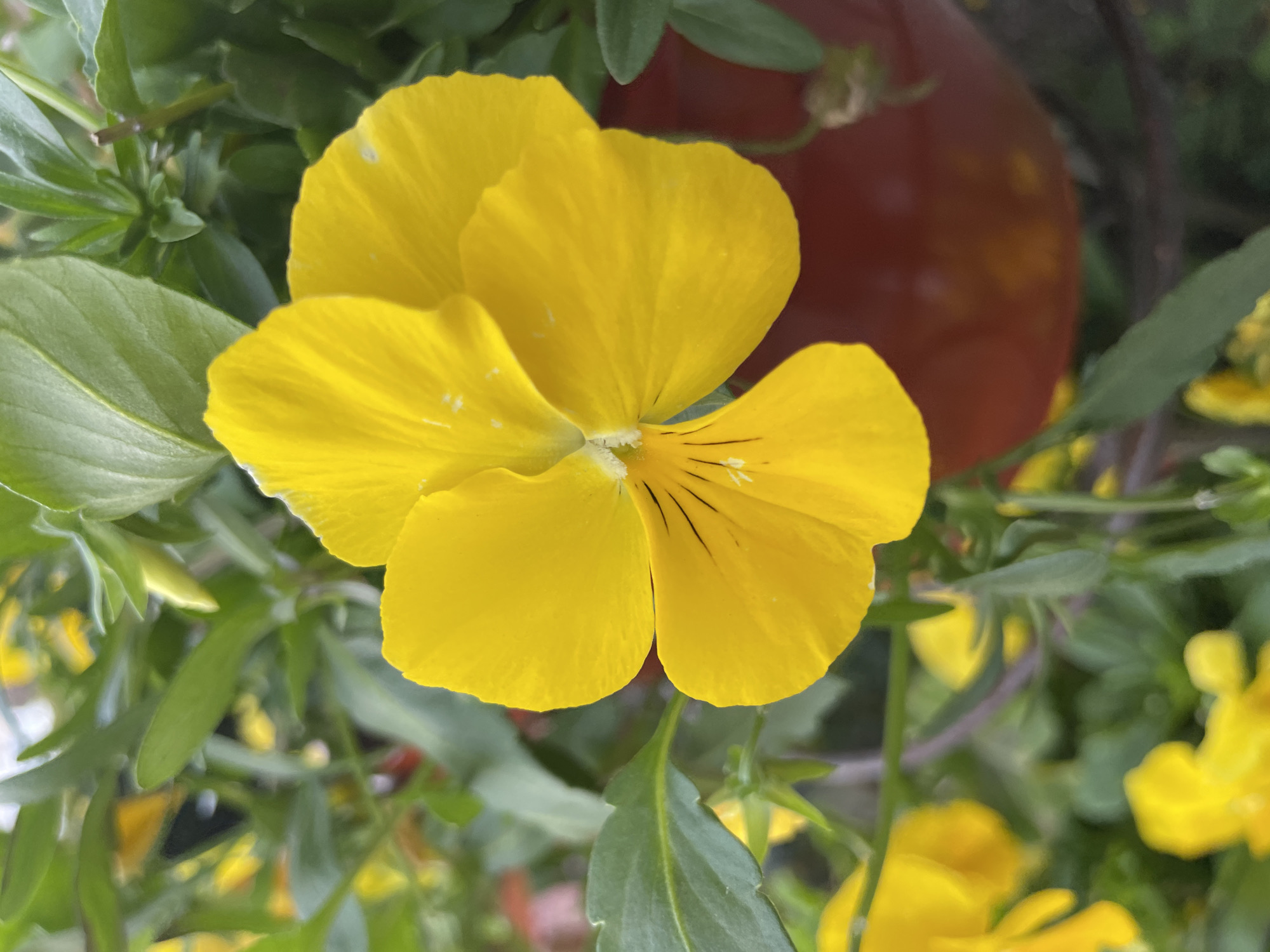 The image features a close-up of a single vibrant yellow pansy flower (Viola x wittrockiana) positioned centrally, dominating the frame. Its five petals are a rich, uniform yellow, with delicate dark veins visible on the lower central petals, leading to a small white and yellowish-green center. The edges of the petals show minor undulations.
Surrounding the main flower are lush green leaves of various sizes and shapes, some sharply focused and others softly blurred, creating a natural and verdant backdrop. In the upper right and mid-right background, a large, out-of-focus reddish-brown object, likely a plant pot or container, adds a warm contrasting tone. Several other yellow flowers, similar to the main subject, are discernible in the blurred lower right and mid-background, suggesting a cluster of blooms. Green plant stems intertwine among the foliage.
The scene is illuminated by bright natural light, indicating daytime. No specific activity or event is depicted, as it is a static portrait of a flower. The image contains no visible text. While lacking explicit geographical markers, the setting of potted flowers is consistent with urban gardening in Saint Petersburg, Russia, which is the provided location context.