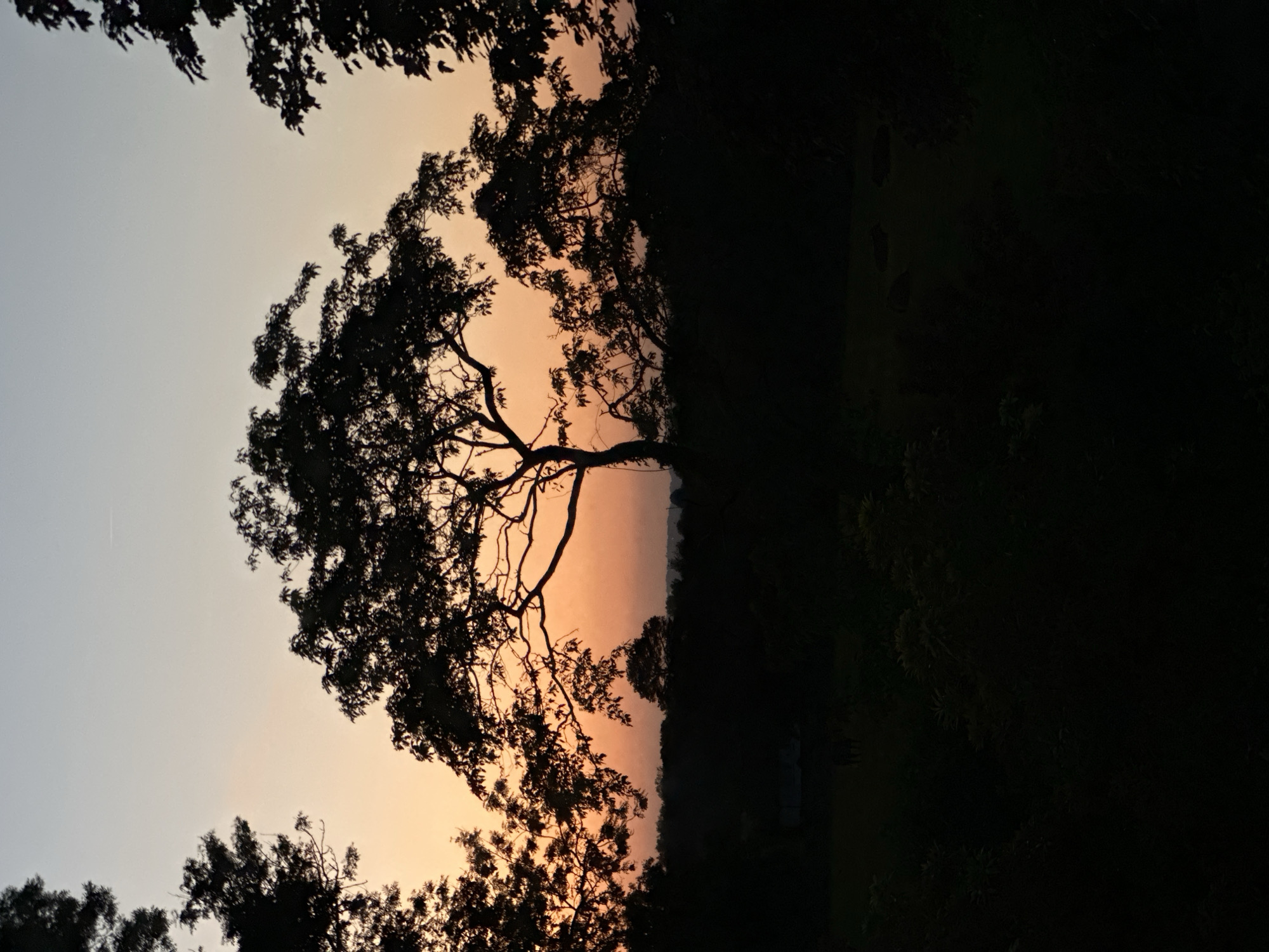 The image shows a silhouette of trees against a sunset sky in Tunbridge Wells, United Kingdom. The sky fades from light blue to orange near the horizon. The foreground consists of dark foliage. The scene suggests a tranquil evening setting, possibly at dusk. The image has a high contrast, obscuring details in the shadowed areas.