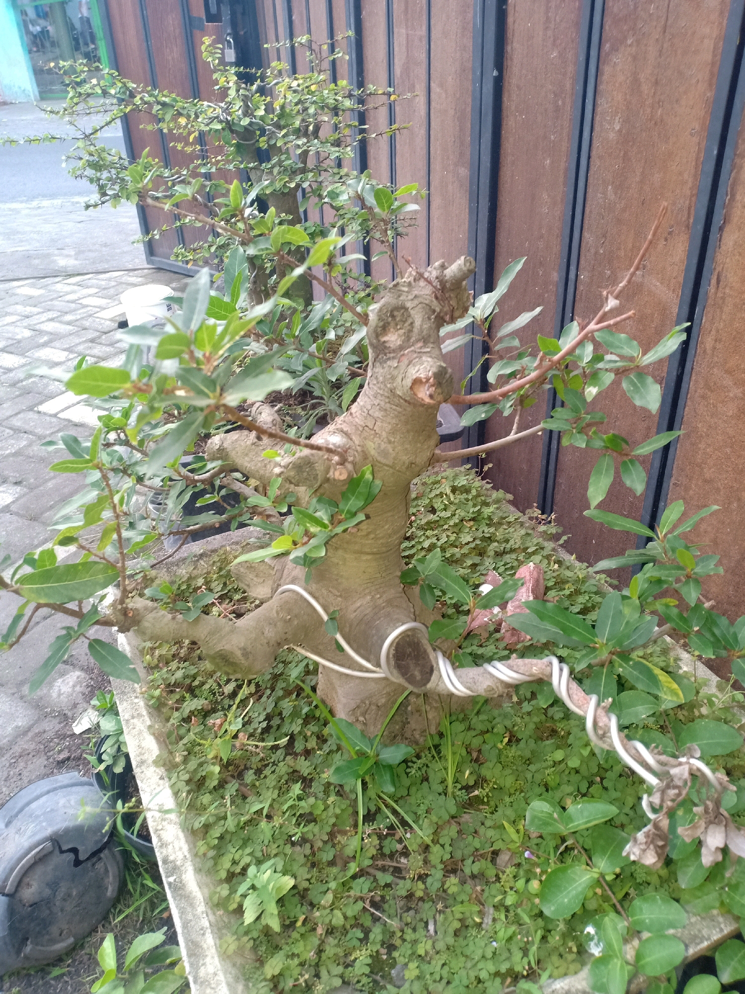 The image captures a close-up view of a bonsai tree in a planter box, likely situated outdoors in Pasirian, Indonesia. The bonsai, with its gnarled trunk and carefully wired branches, is the primary subject. The trunk is thick and textured, displaying signs of age and cultivation. Thin white wires are wrapped around some of the branches, indicating shaping and training techniques. The tree is adorned with numerous small, green leaves, with a few dried brown leaves present on one branch, suggesting the ongoing natural cycle of the plant.
The bonsai is planted in a rectangular planter box with a concrete-like border. The planter is filled with a dense ground cover of small, clover-like green plants, which also extend slightly beyond the planter's edge. In the background, a tall wooden fence with dark vertical accents forms a backdrop. The fence appears to be made of weathered wooden planks. To the left of the bonsai, a cracked, dark gray plastic bucket or container is partially visible, lying on its side on a paved surface composed of interlocking gray bricks. The brickwork is laid in a uniform pattern, suggesting a pathway or outdoor area. A hint of a building with a light blue facade is visible in the far upper left corner, along with a dark, possibly metal railing. The lighting suggests an overcast day, with diffused natural light illuminating the scene. There are no people visible in the image.