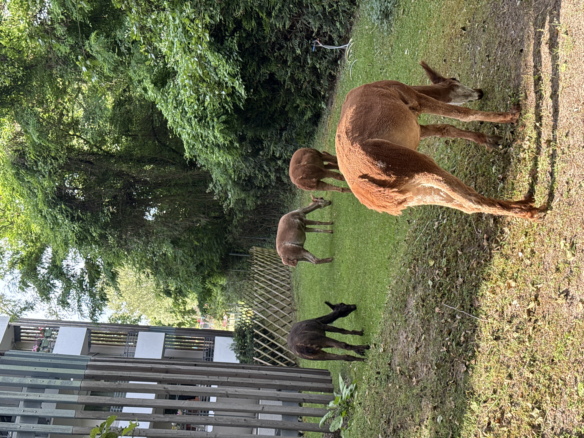 Four alpacas are grazing on a grassy lawn in front of a modern building with vertical wooden slats. The alpacas are of varying brown and dark brown hues. In the background, there is dense green foliage and a small wooden fence. A water sprinkler is visible on the right side of the image. The scene appears to be in an urban setting, possibly a park or residential area, within the city of Berlin, Germany.