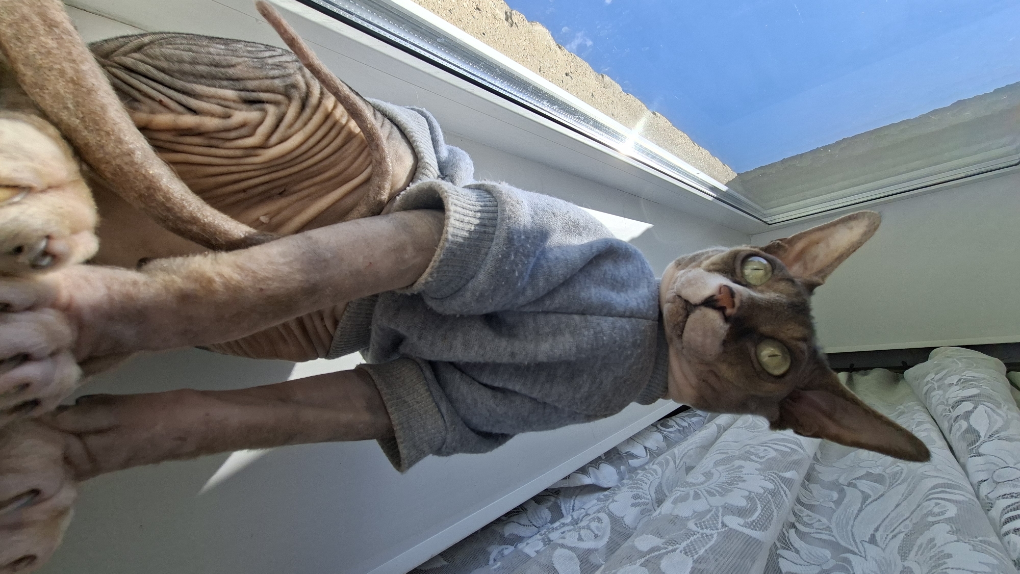 A Sphinx cat wearing a grey sweater is positioned on a windowsill, looking upwards towards a bright blue sky. The cat's large, pale green eyes are wide open, and its ears are pointed. The sunlight streaming through the window highlights the cat's wrinkled skin and the texture of its sweater. To the right of the cat, a white lace curtain is visible. The windowsill appears to be made of white material, and a portion of a rough, sandy-colored wall is visible through the window on the left. The overall scene suggests an indoor setting, likely a home, located in the Забалоцкі сельскі Савет, Belarus, with the cat enjoying the view from a window.
