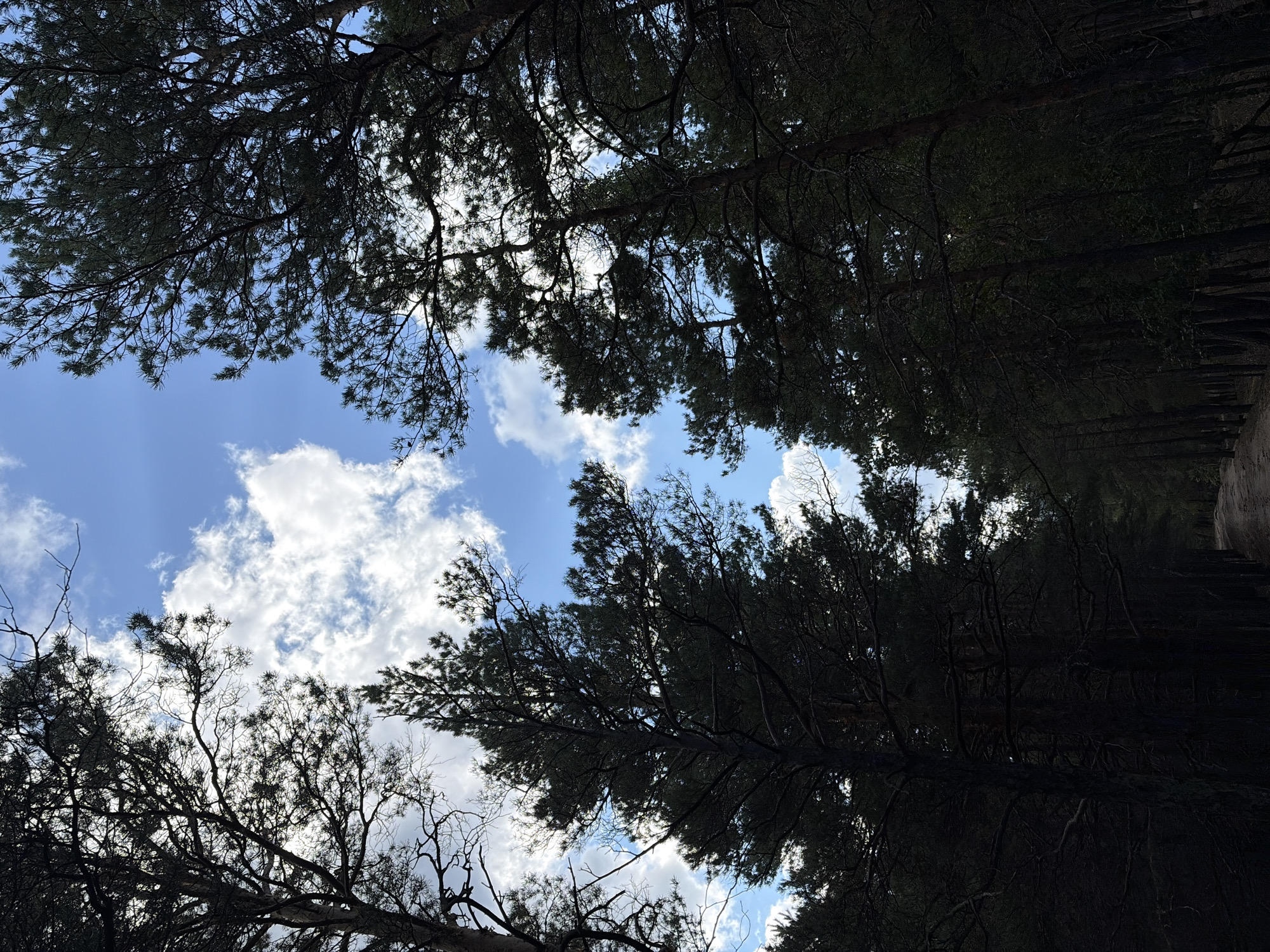 The image depicts a path winding through a dense forest, with tall, dark pine trees on either side. The canopy of the trees is so thick that it creates a shadowy atmosphere, obscuring much of the forest floor. Above the trees, a bright blue sky is visible, interspersed with fluffy white clouds. Sunlight filters through the branches, creating a dappled effect. The path itself appears to be made of dirt and gravel, suggesting it is a natural trail rather than a paved road. The overall impression is one of a tranquil and somewhat mysterious natural environment. The location is specified as the city of Shchuchinsk, Akim's Department, Kazakhstan.