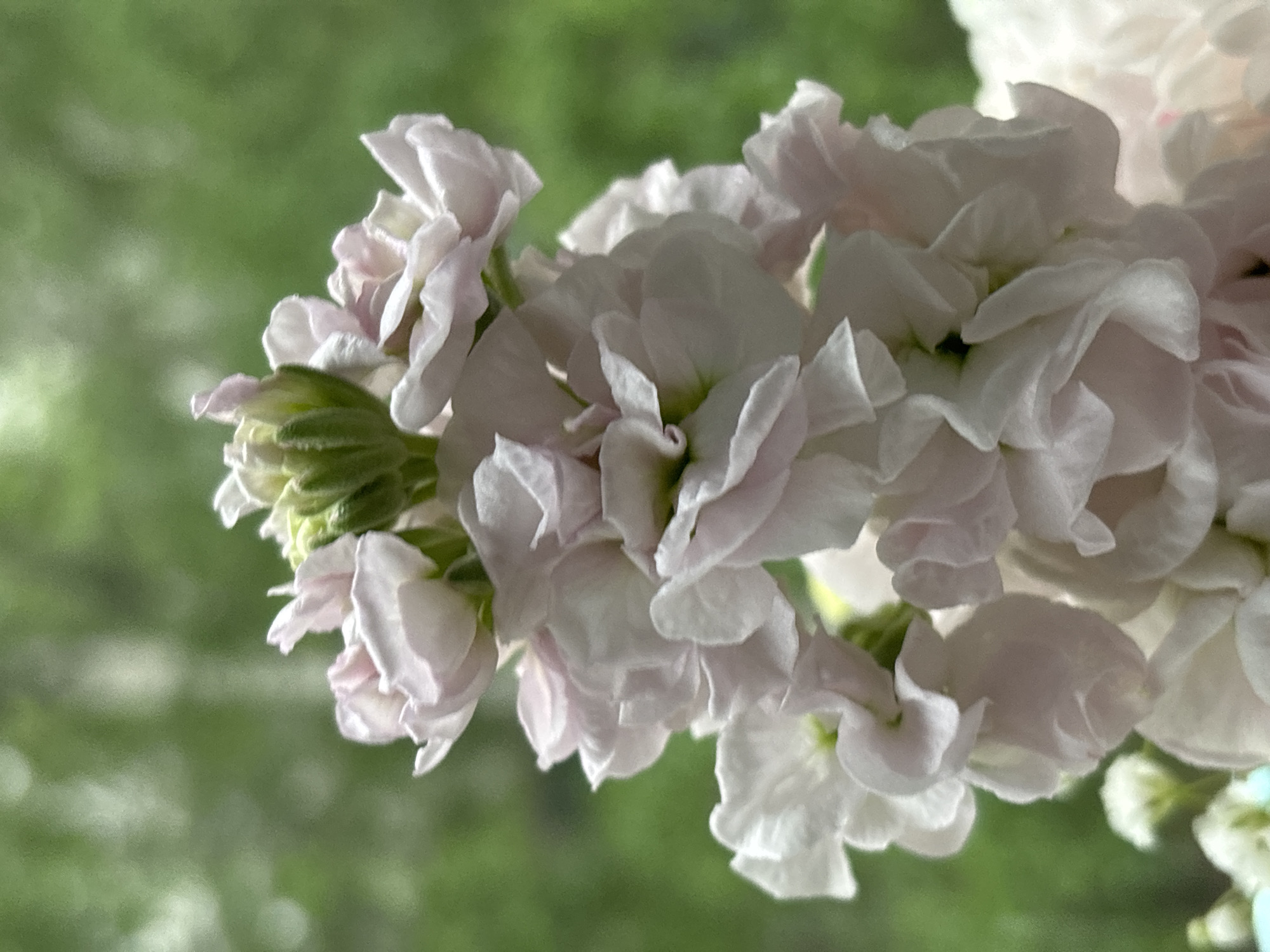 A close-up, shallow depth-of-field, vertical shot features a cluster of pale pink and white flowers, possibly stock flowers, in the foreground against a softly blurred green background. The flowers are arranged in a dense spike, with individual petals appearing soft and layered. Some unopened buds are visible at the top of the spike, showcasing hints of green. The overall lighting suggests a bright, possibly outdoor setting, casting soft shadows and highlighting the delicate textures of the petals. The location of Chaikovsky, Russia, is not discernable from the visual information provided in the image.