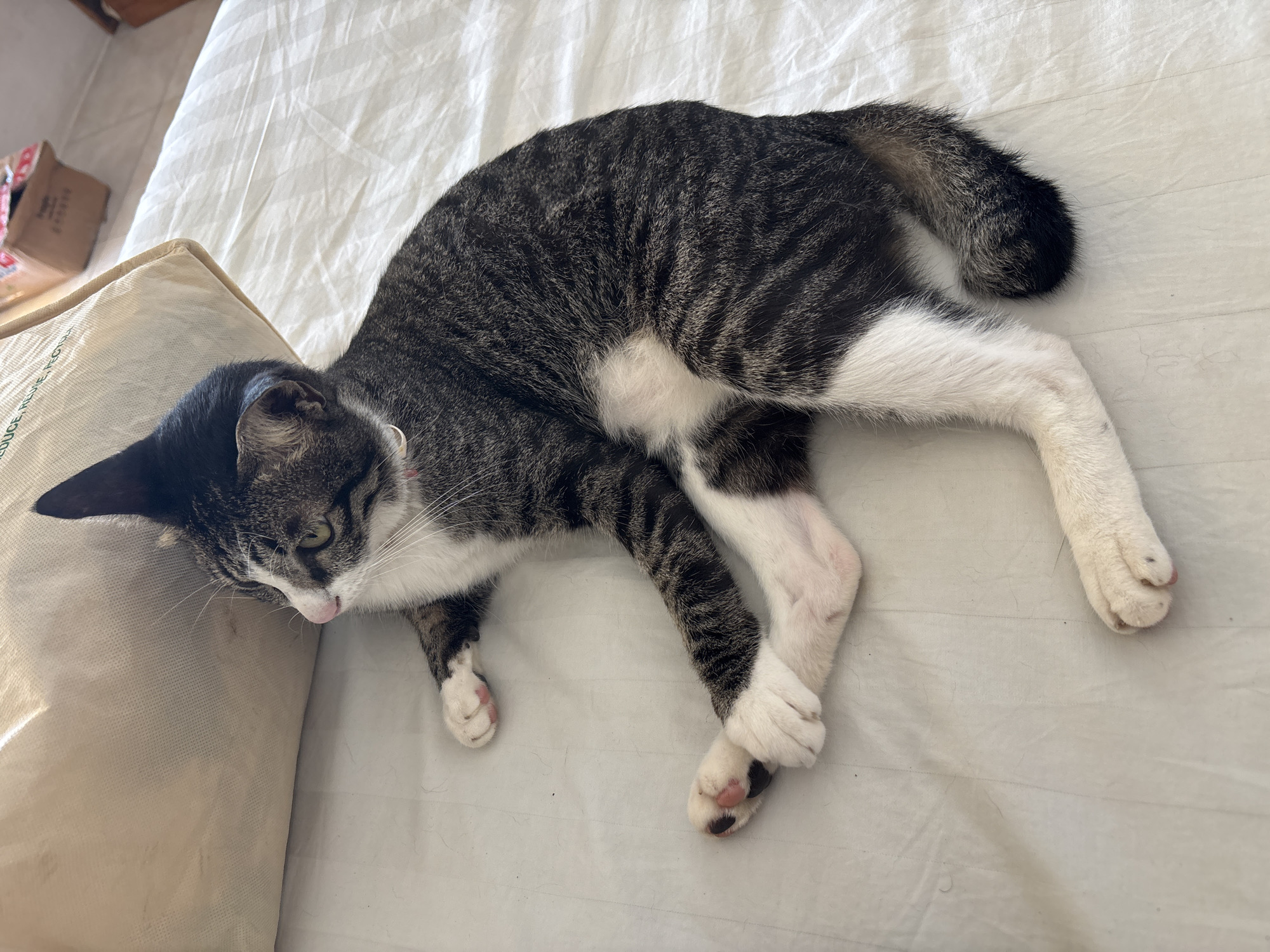 A grey and black tabby cat with white markings is lying on a white sheet on a bed or similar surface, with its head resting near a beige pillow. The cat's legs are extended in different directions, and its tail is curled. A cardboard box can be seen in the upper left corner. The photo appears to be taken indoors. The location is not discernable from the image.